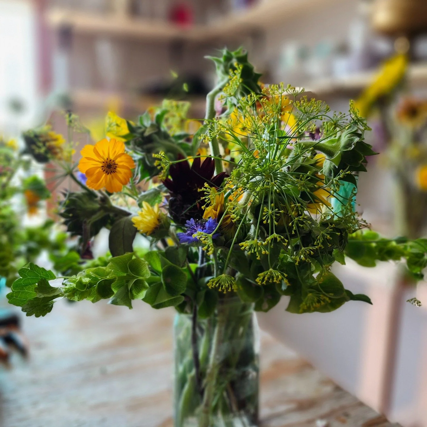 We have serval bouquets in the farmstand today. Once these sunflowers finish opening these are really going to POP!
We pick our sunflowers in the correct stage(before they fully open) for the longest vase life for our customers and to protect them f