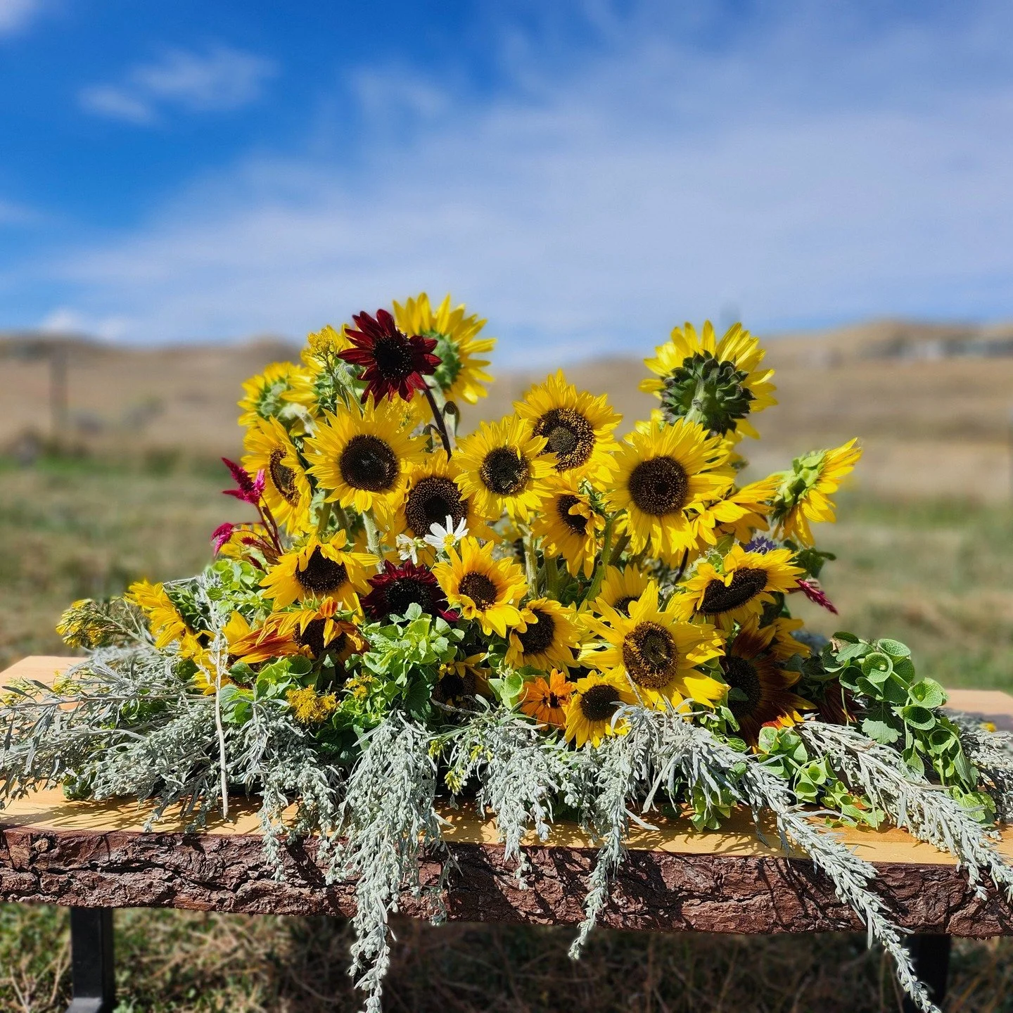 A garden inspired casket spray designed by us here on the farm with 100% McLean to inspire locally grown flowers.
find more information about our floral services including funeral & sympathy by visiting www.mcleantoinspire.com.
#funeral #sympa