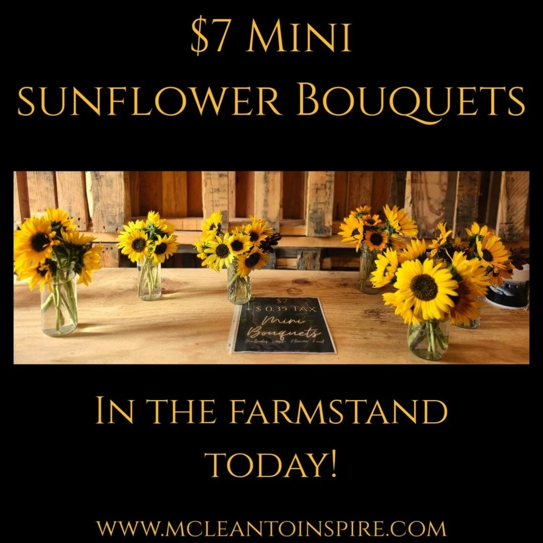 Stop by the farmstand to pickup one of our sunflower mini bouquets. These beautiful mini bouquets are full of color and life. Each sunflower is unique as well as each bouquet.
As our growing season is wrapping up more each day the sunflowers have be