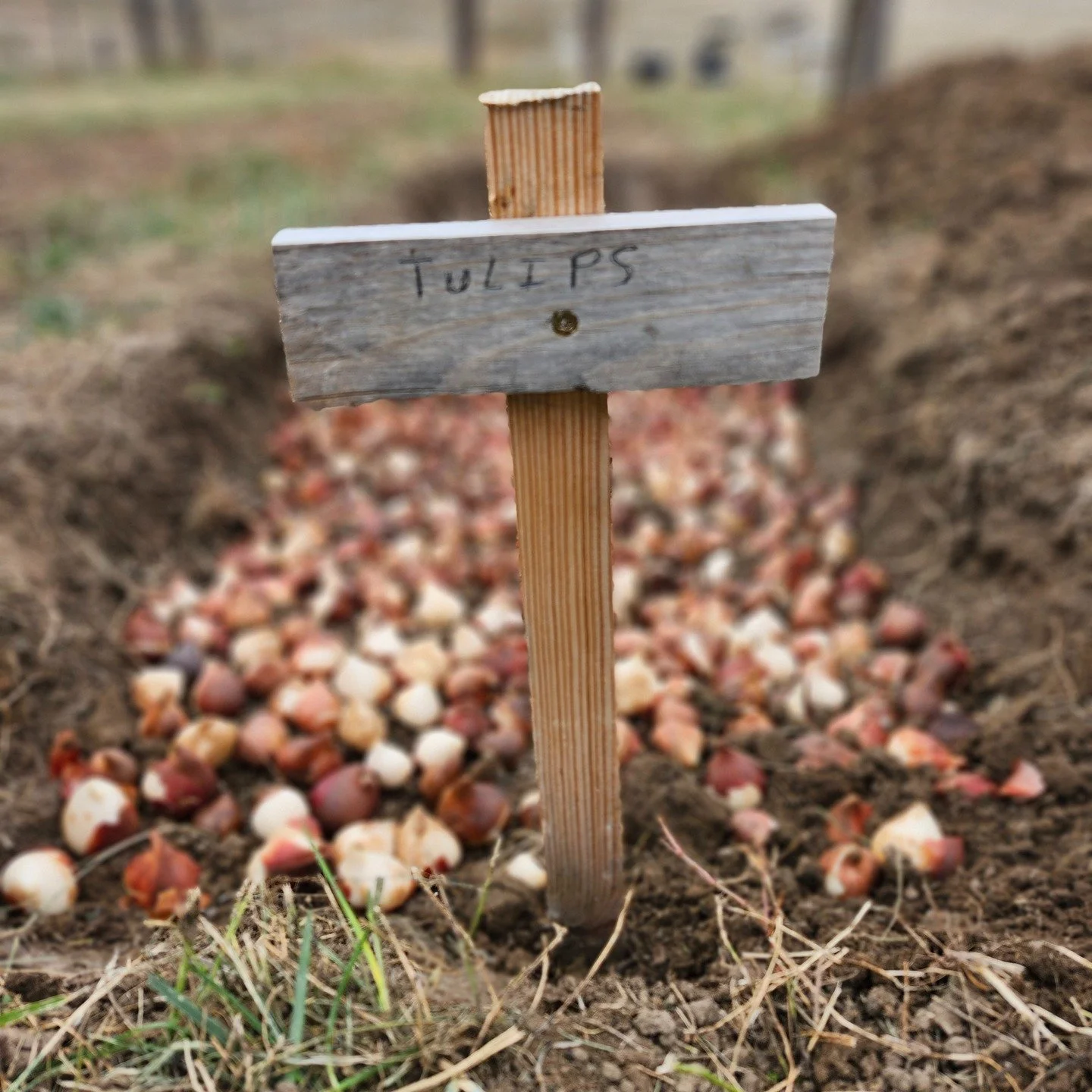 Working on fall bulb planting and prep for next growing season here on the farm this week. Looking forward to the beautiful blooms we will get from these tulips next year. 
Usually we start getting flowers in may by mothers day, keep us in mind as y