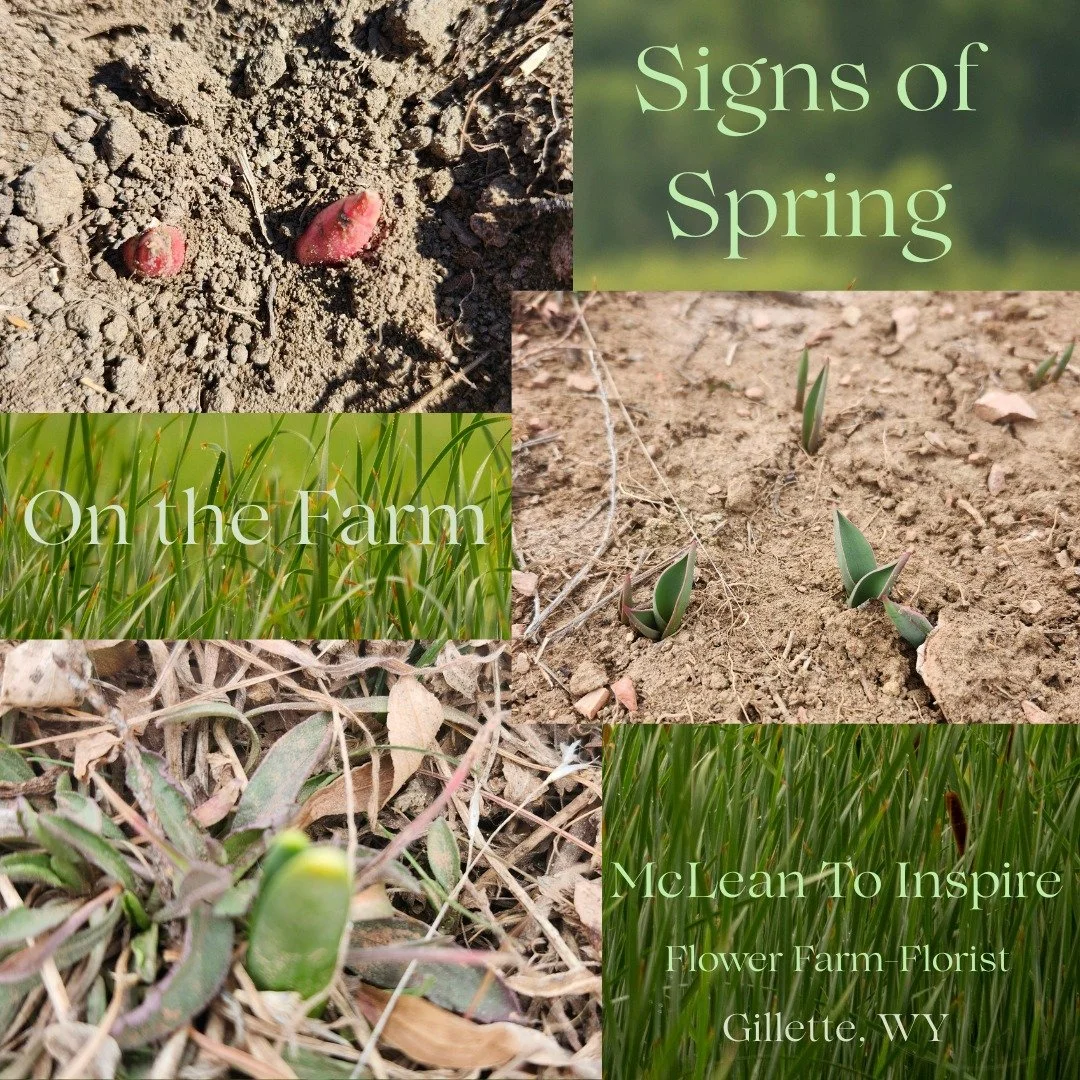 It doesn't look like much right now but we are starting to see signs of spring arriving on the farm. Some tulip and daffodil foliage is starting to break through the ground. Peony shoots are pushing through. We still are weeks out (usually in MAY) fr