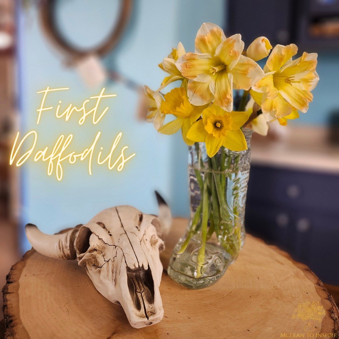 Yesterday we picked the first handful of daffodils from this year. These blooms are much earlier then the previous 2 years the farm has been in business. 

We are expecting to be able to harvest our first daffodils for sale within the next 1-2 weeks 