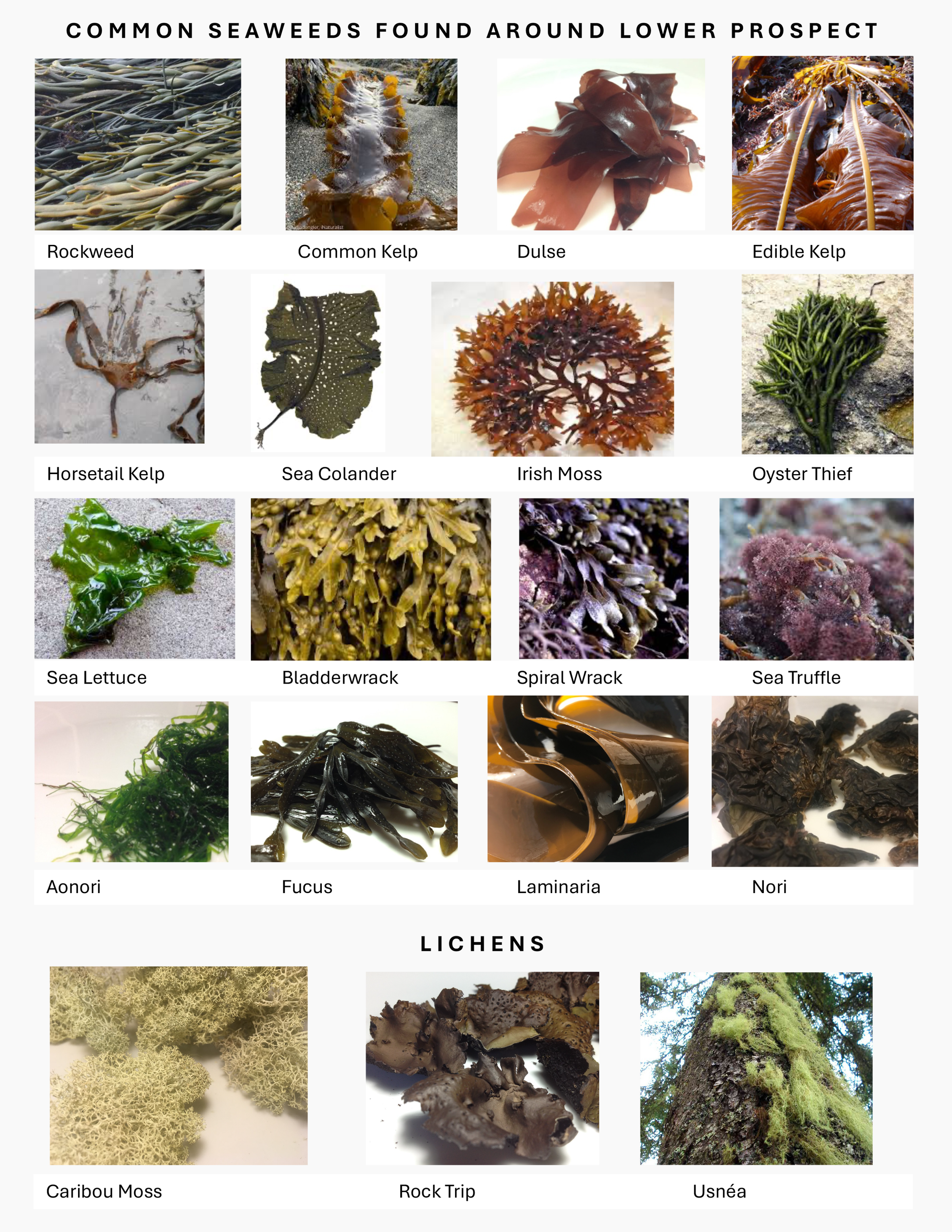 Navigating Local Ecology handout to laminate 1-1.png