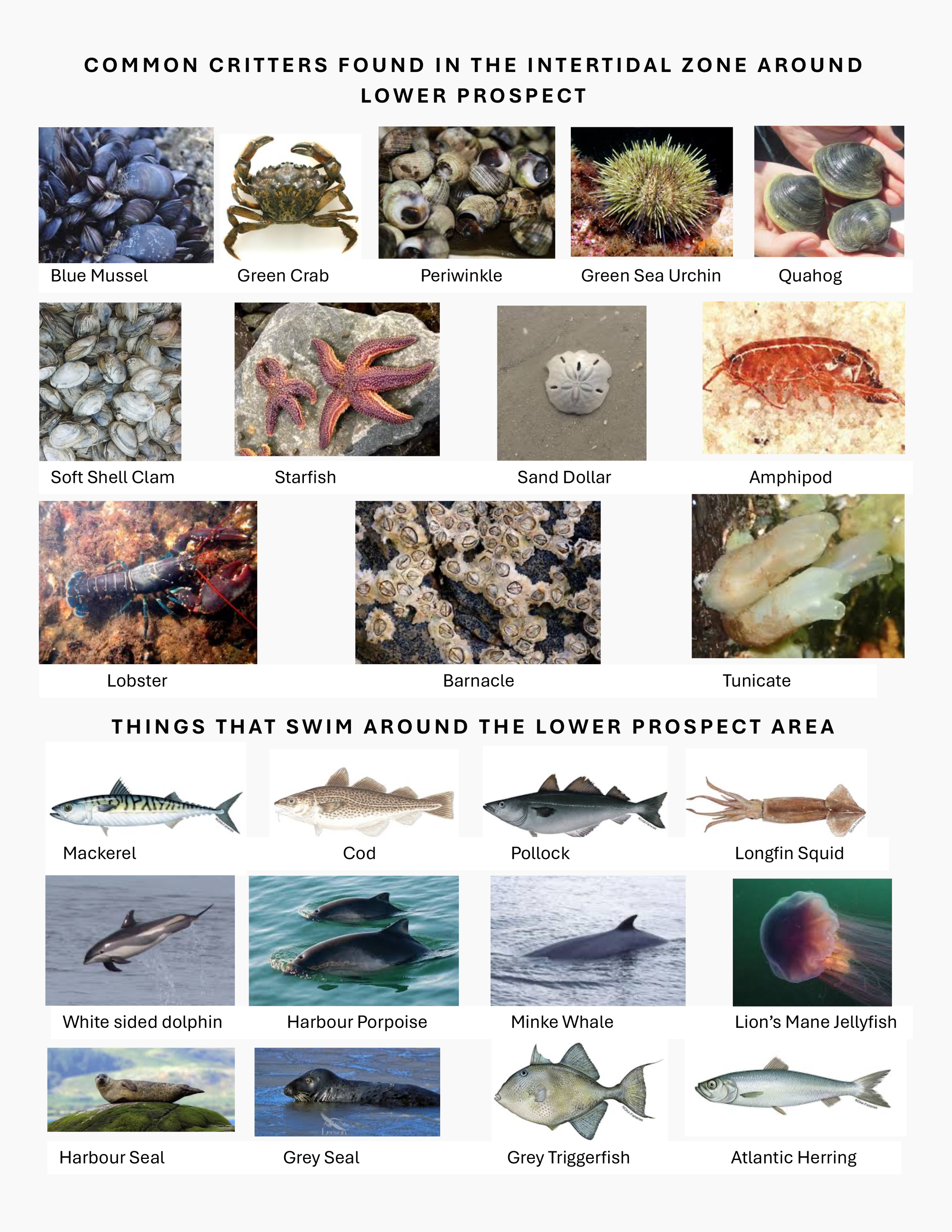 Ecology handout to laminate 1-2.png