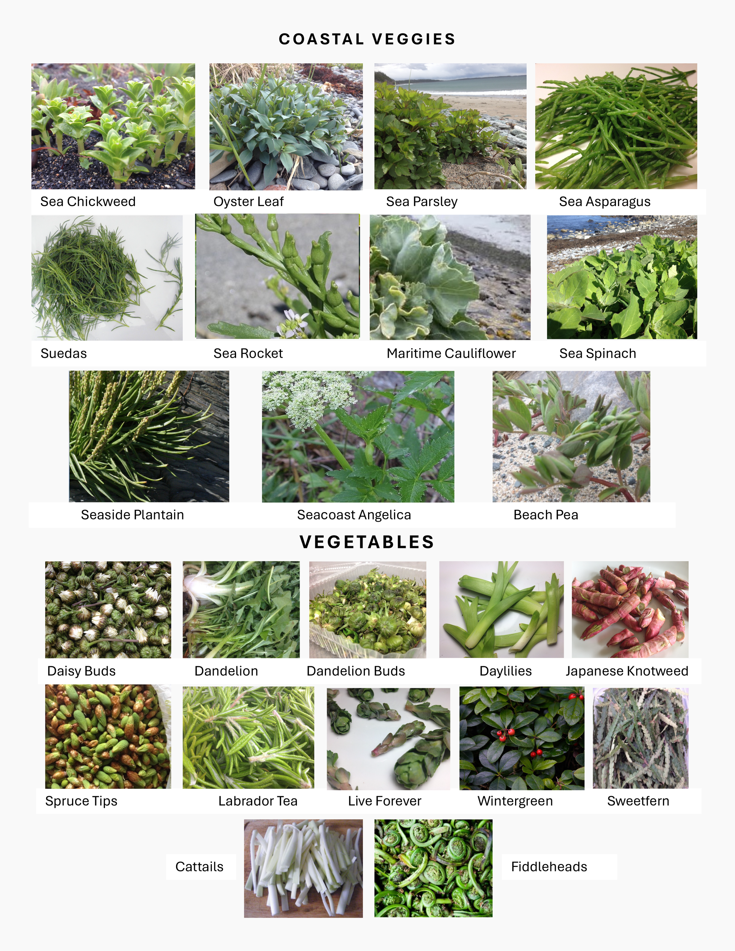 Ecology handout to laminate 2-1.png