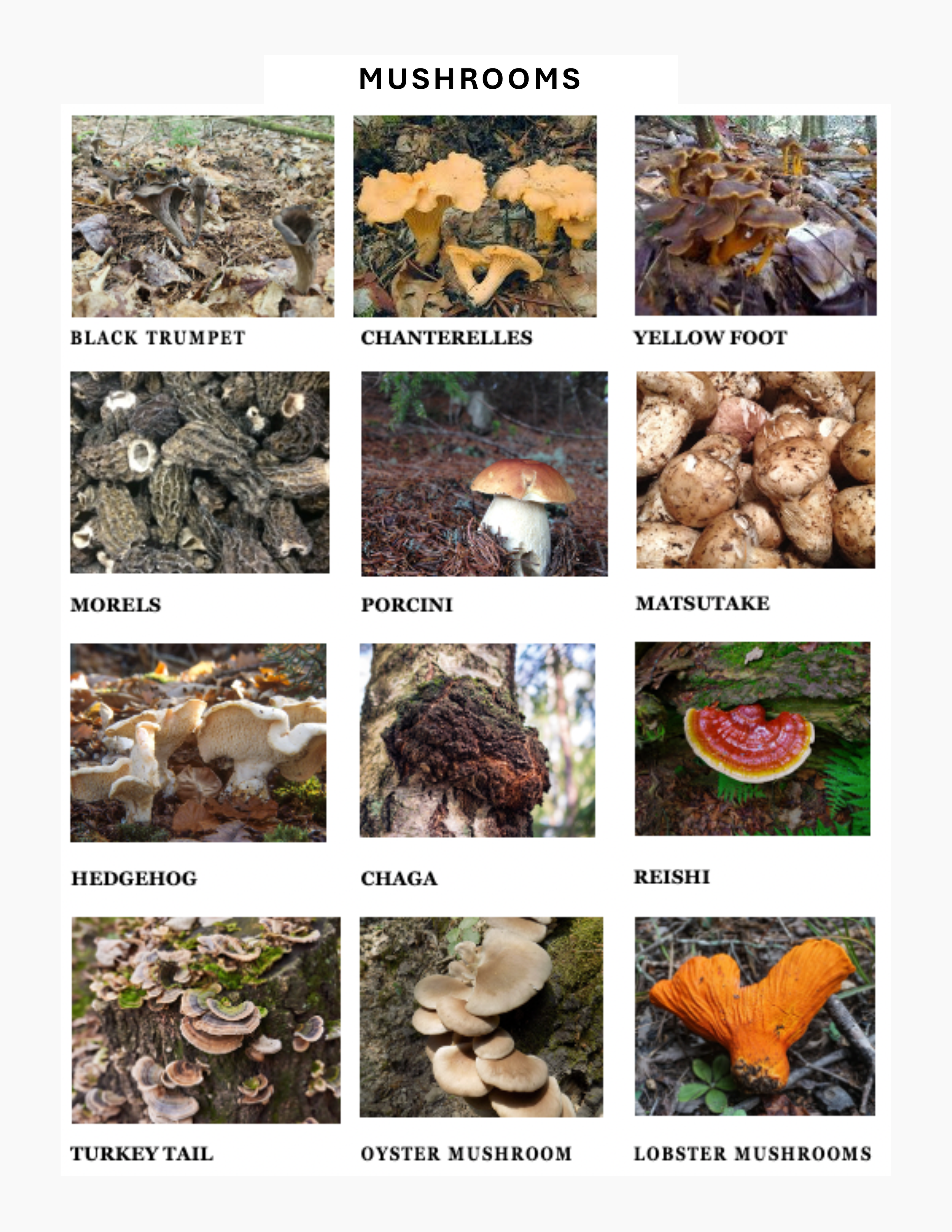 Ecology handout to laminate 3-1.png