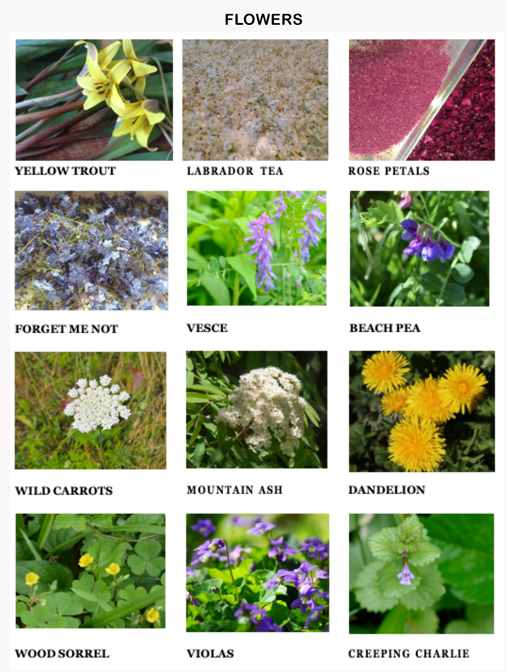 Ecology handout to laminate 2-2b.png