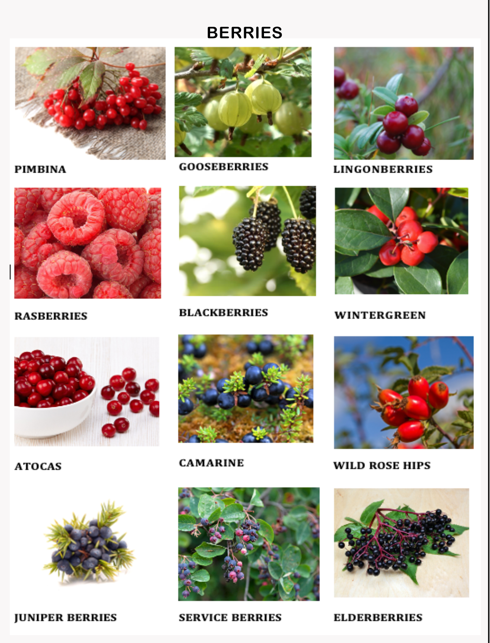 Ecology handout to laminate 2-2a.png