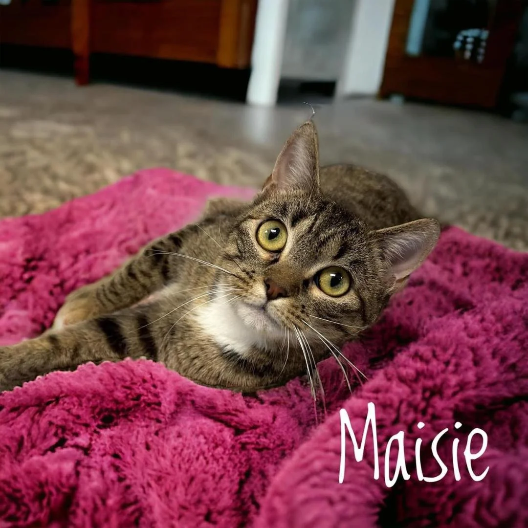 Carthage Humane Society