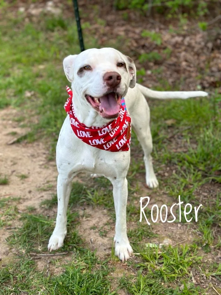 Carthage Humane Society