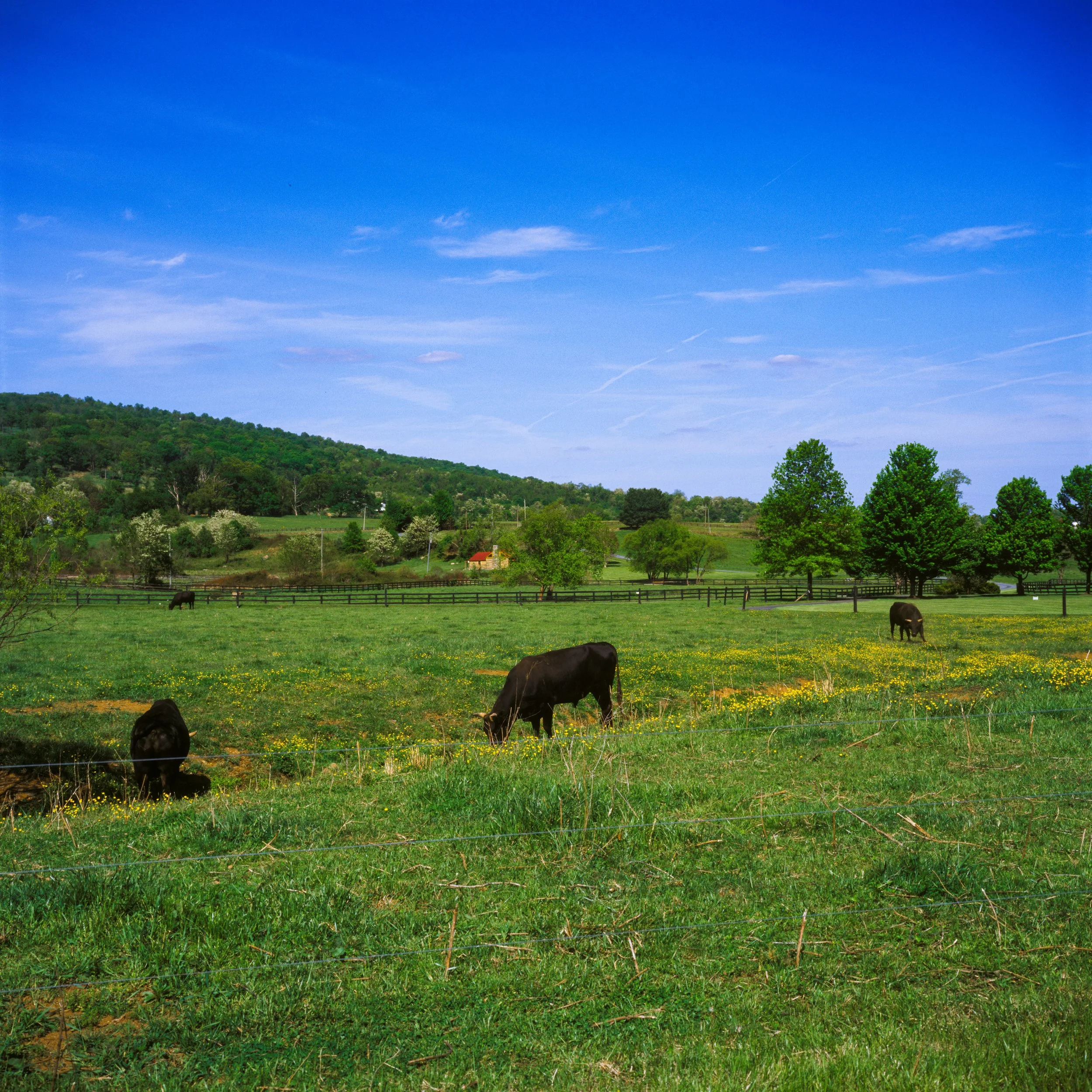 Ovoka Wagyu Farm, VA. 2026.