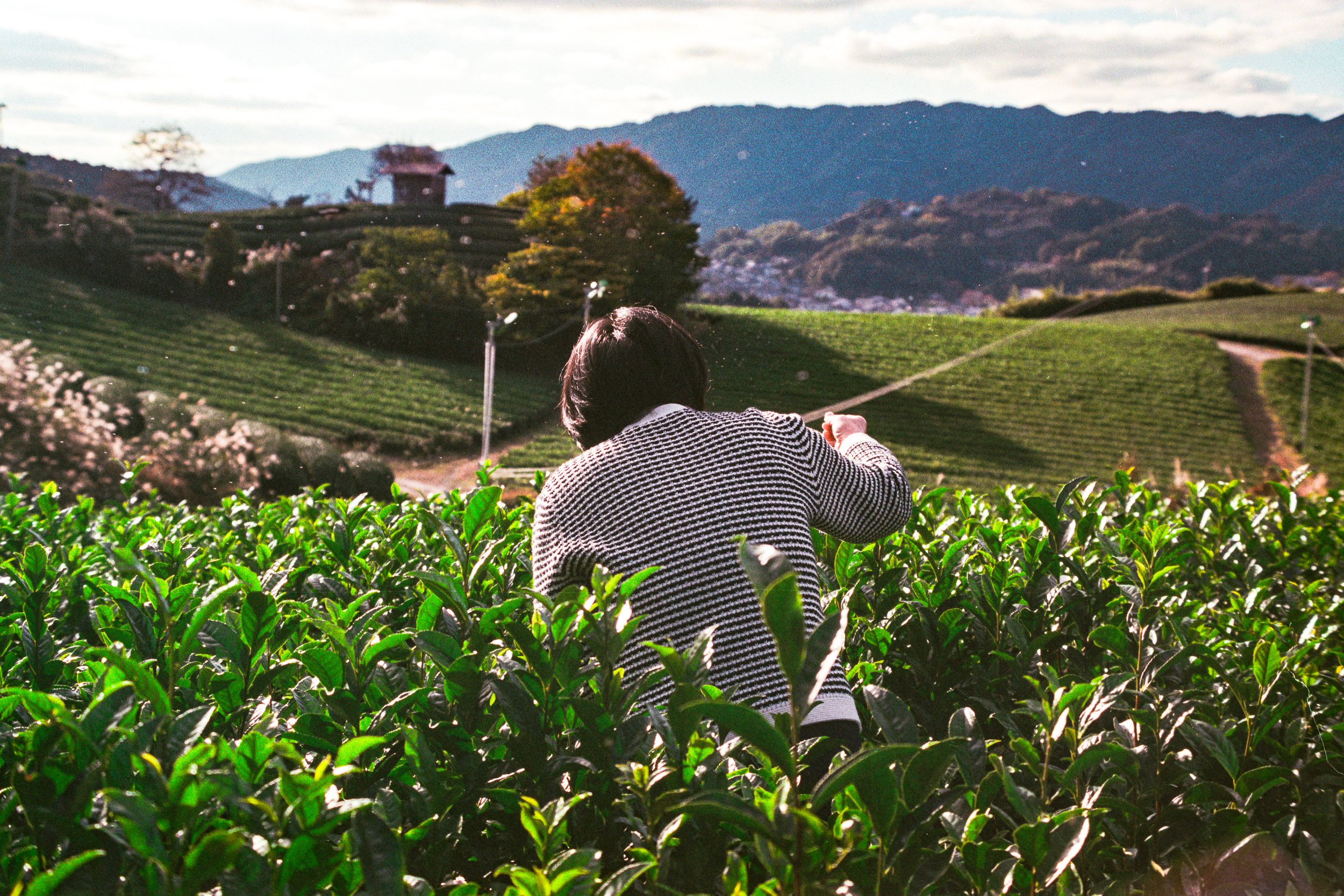Wazuka Tea Plantation, Kyoto, Japan. 2024.