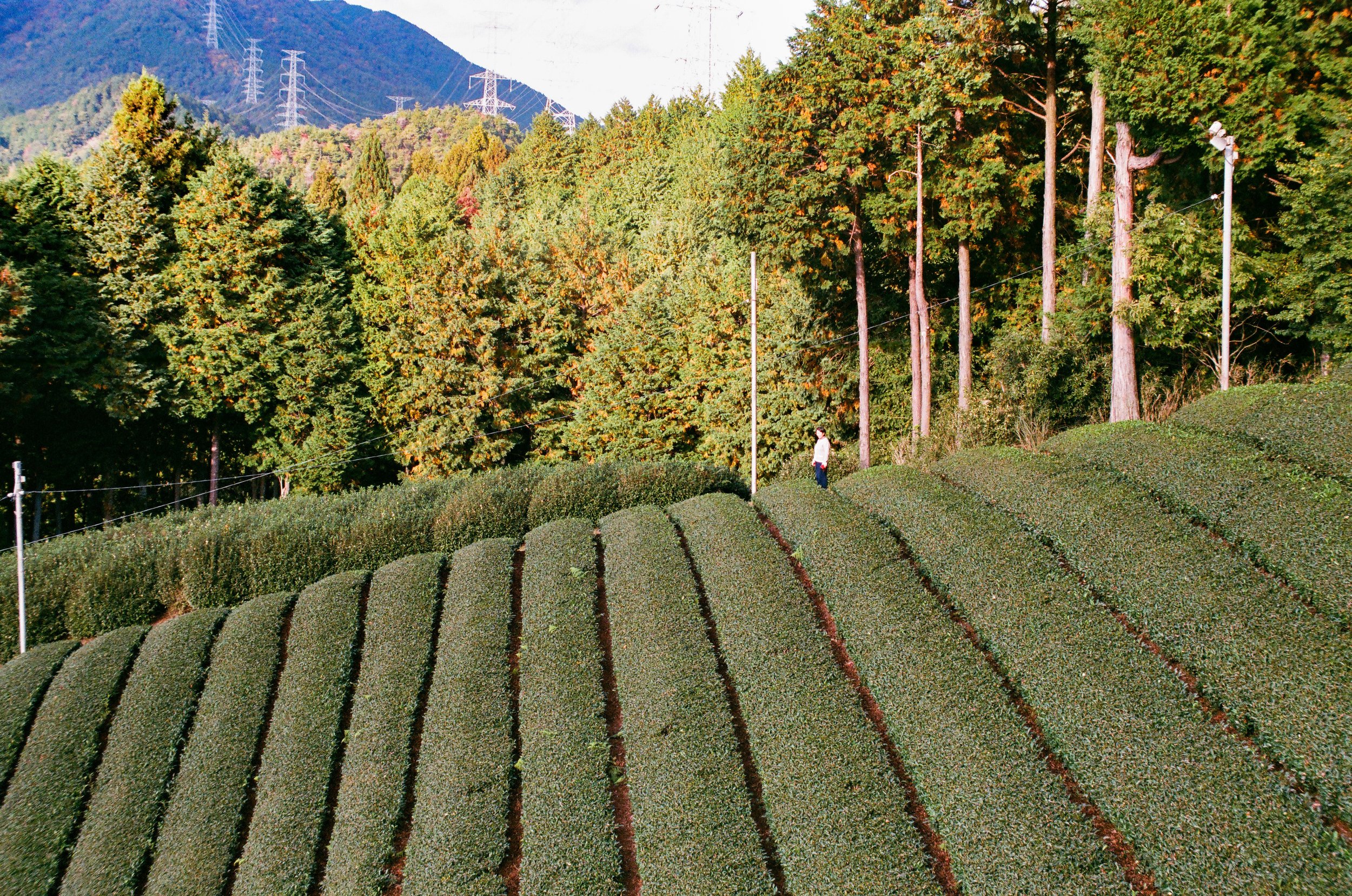 Wazuka Tea Plantation, Kyoto, Japan. 2024.