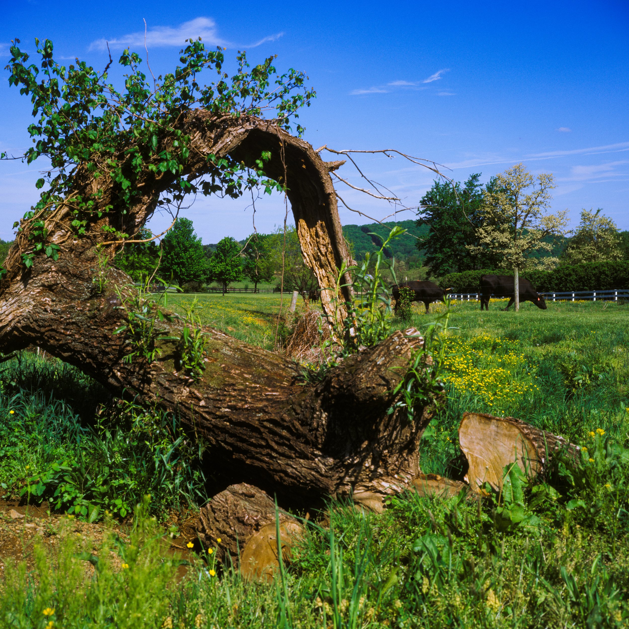 Ovoka Wagyu Farm, VA. 2026.