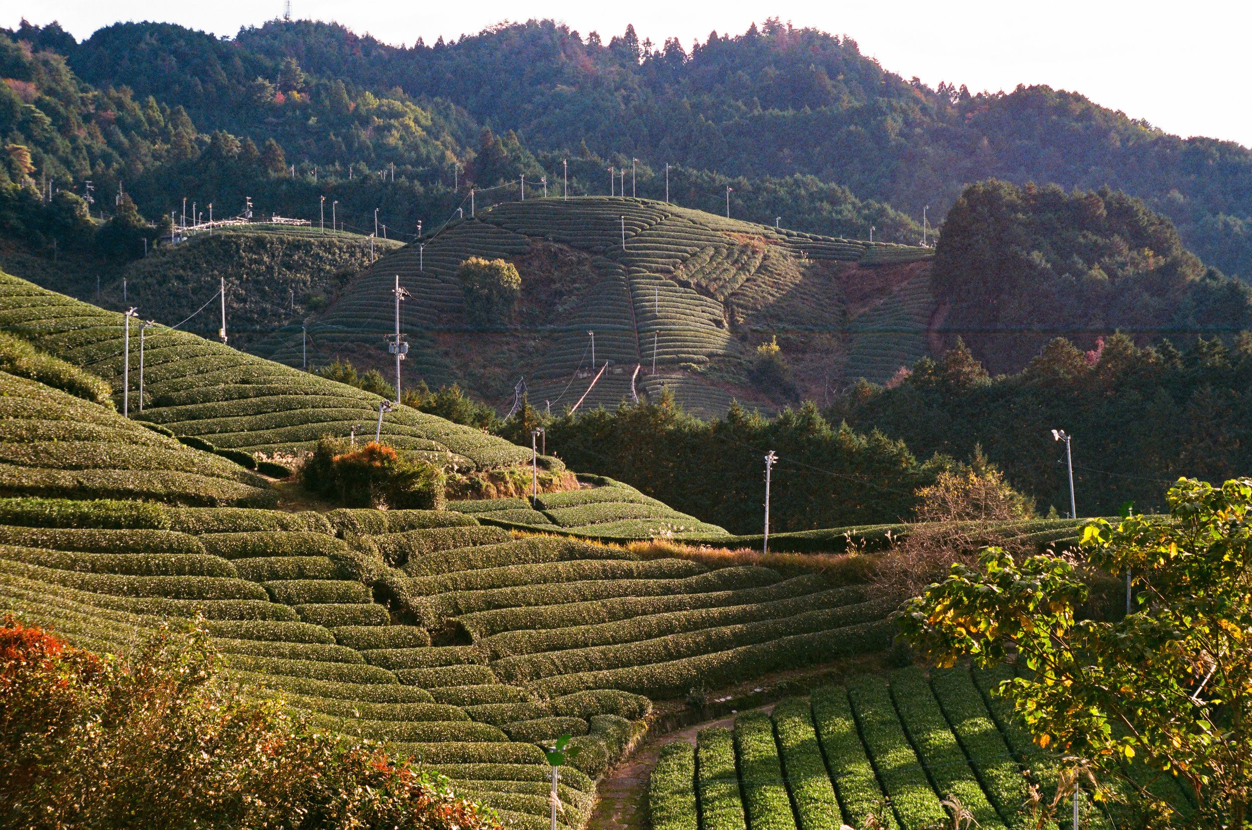 Wazuka Tea Plantation, Kyoto, Japan. 2024.