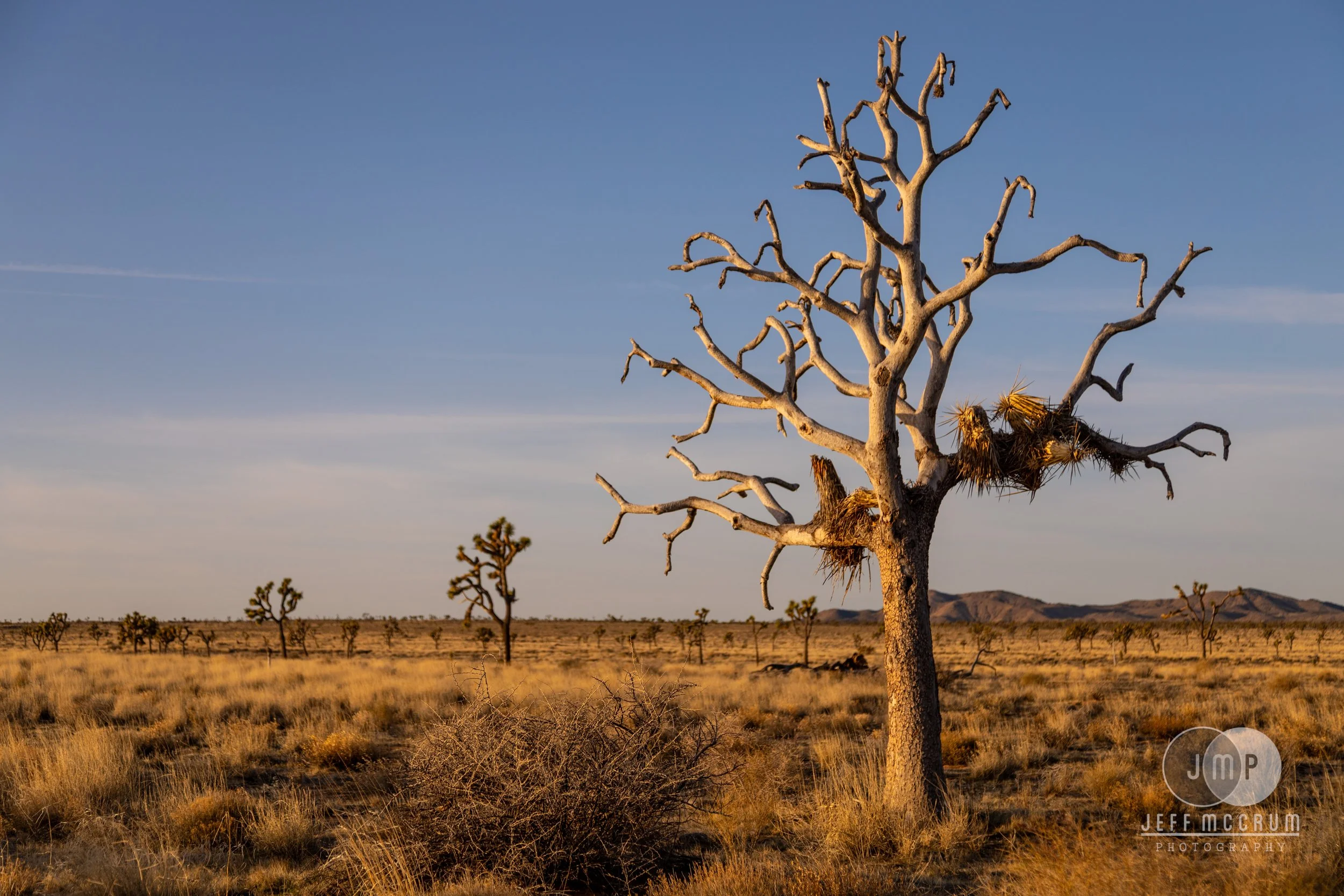 Joshua Tree-391.jpg