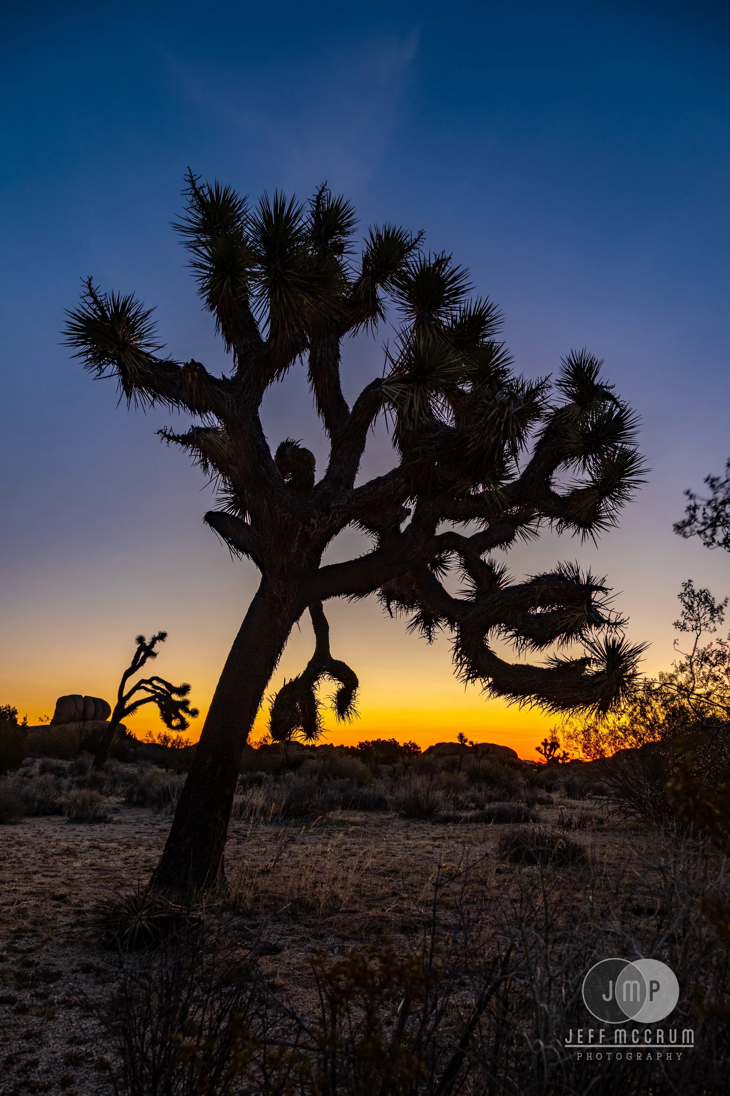 Joshua Tree-254-HDR.jpg
