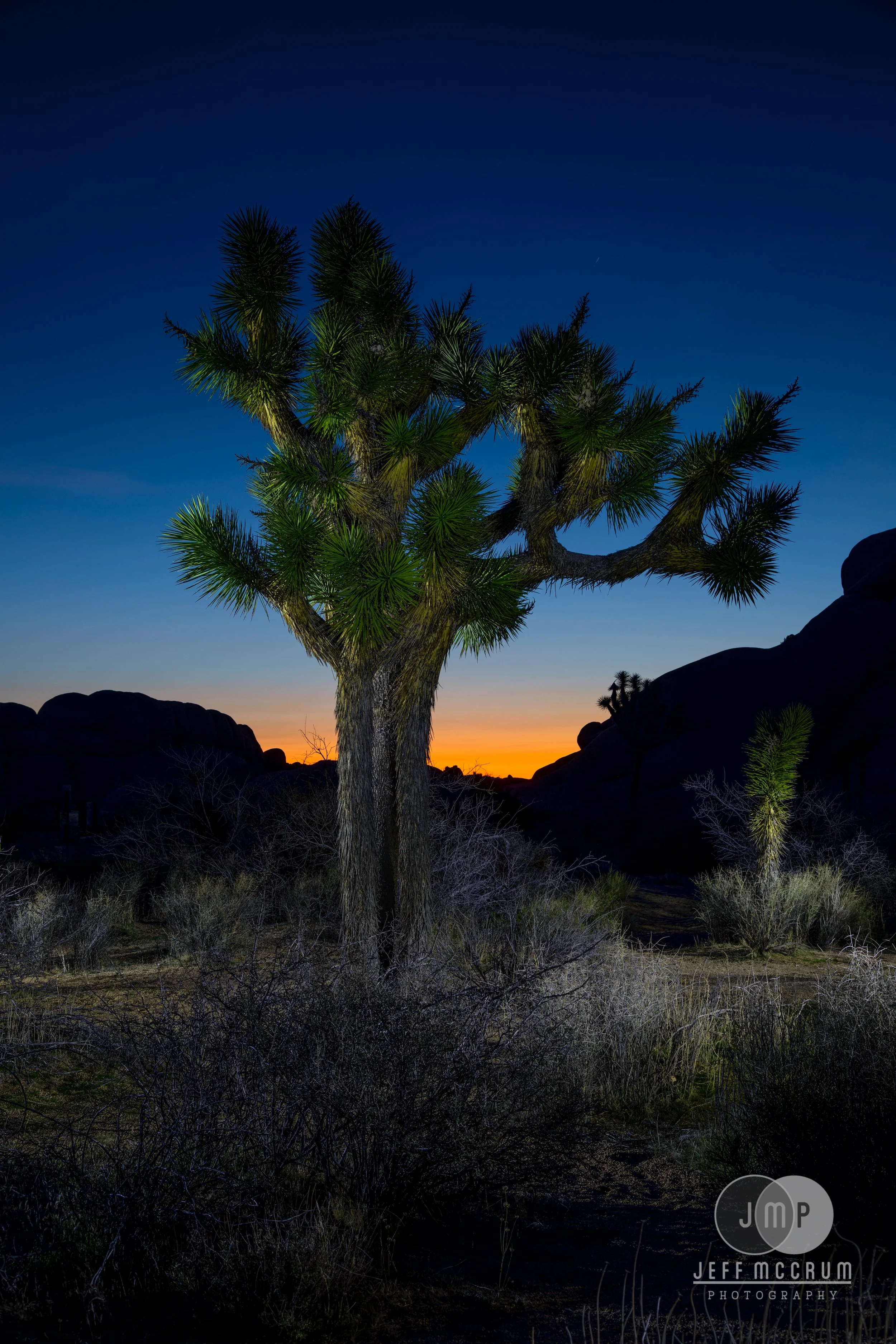 Joshua Tree-221-Edit.jpg