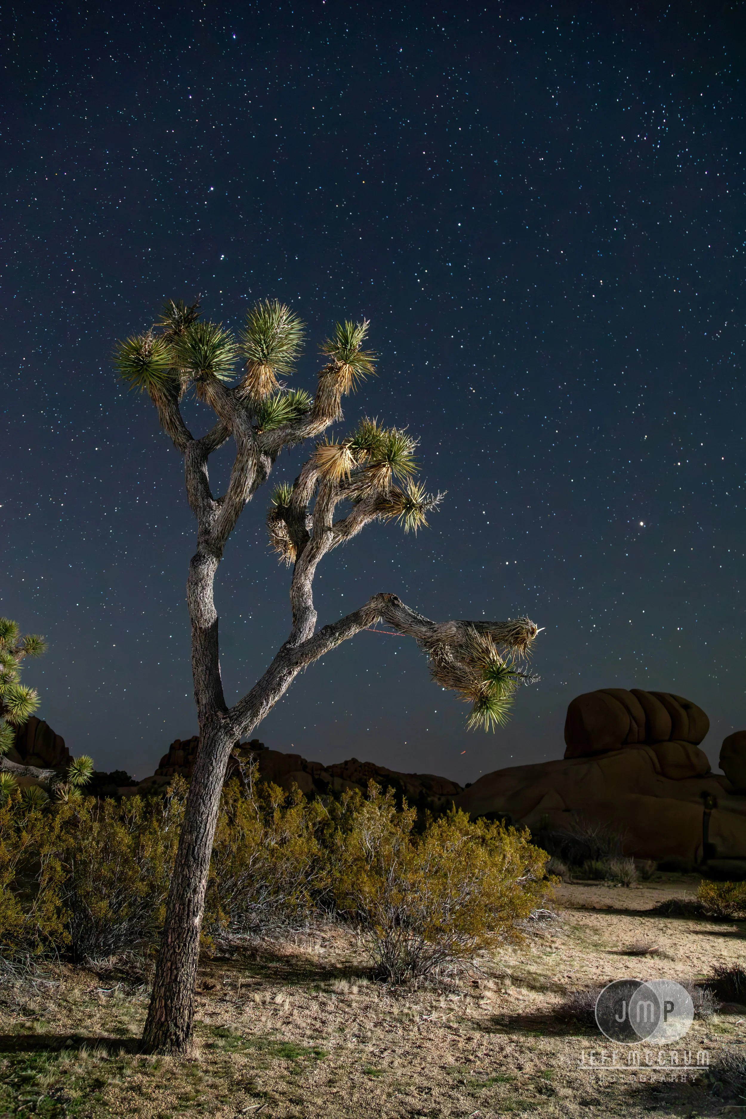Joshua Tree-78-Enhanced-NR.jpg