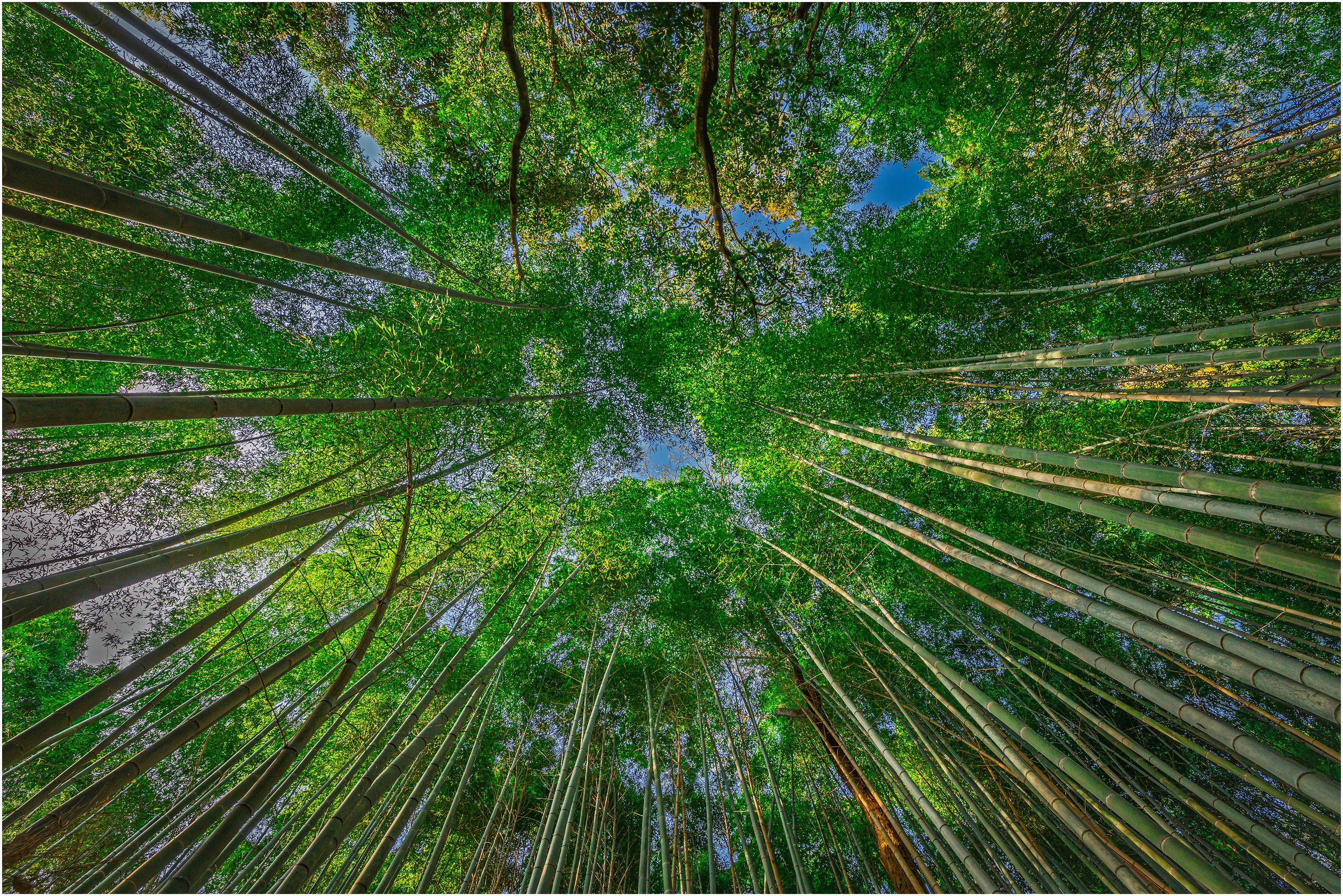 C_2514_17_4_Thomas Cecon_Bambuswald.jpg