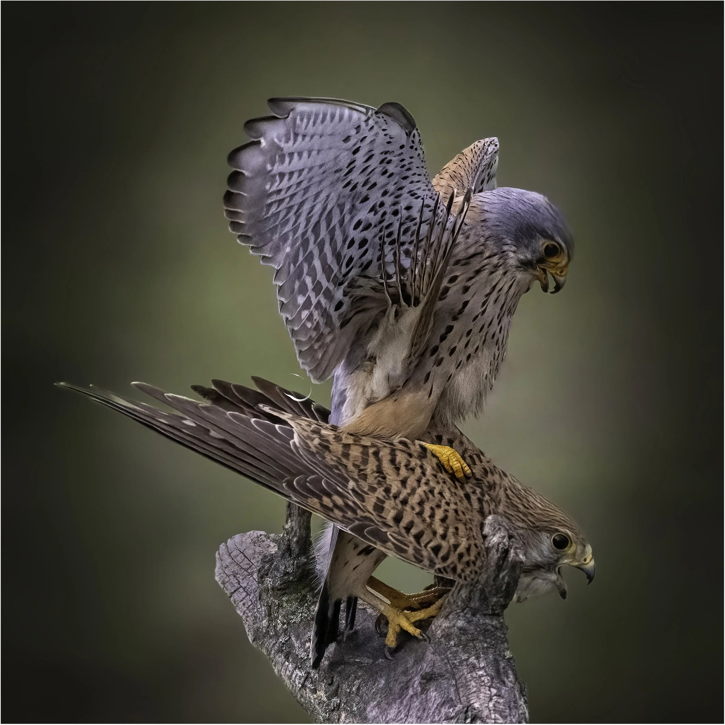 Dieses Turmfalken-Pärchen habe ich in der Paarungszeit im Puztaszer-Nationalpark in Ungarn bei der Paarung beobachtet.