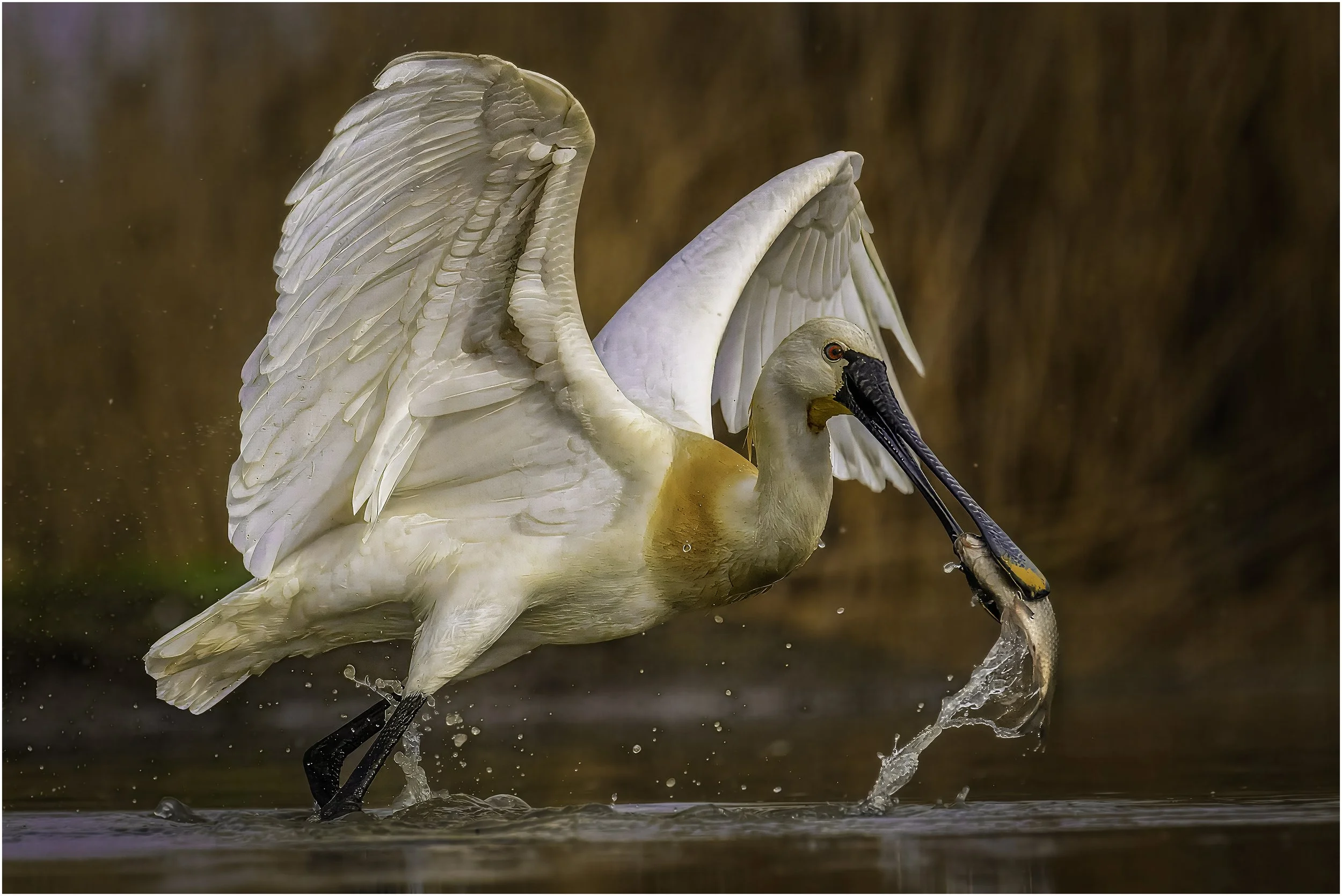 Löfflerschmaus - dieses Bild ist in einem Nationalpark in Ungarn entstanden, wo ich einem Löffler dabei zusehen durfte, wie er einen Fisch aus dem Wasser holt und anschließend genüsslich verschlingt.