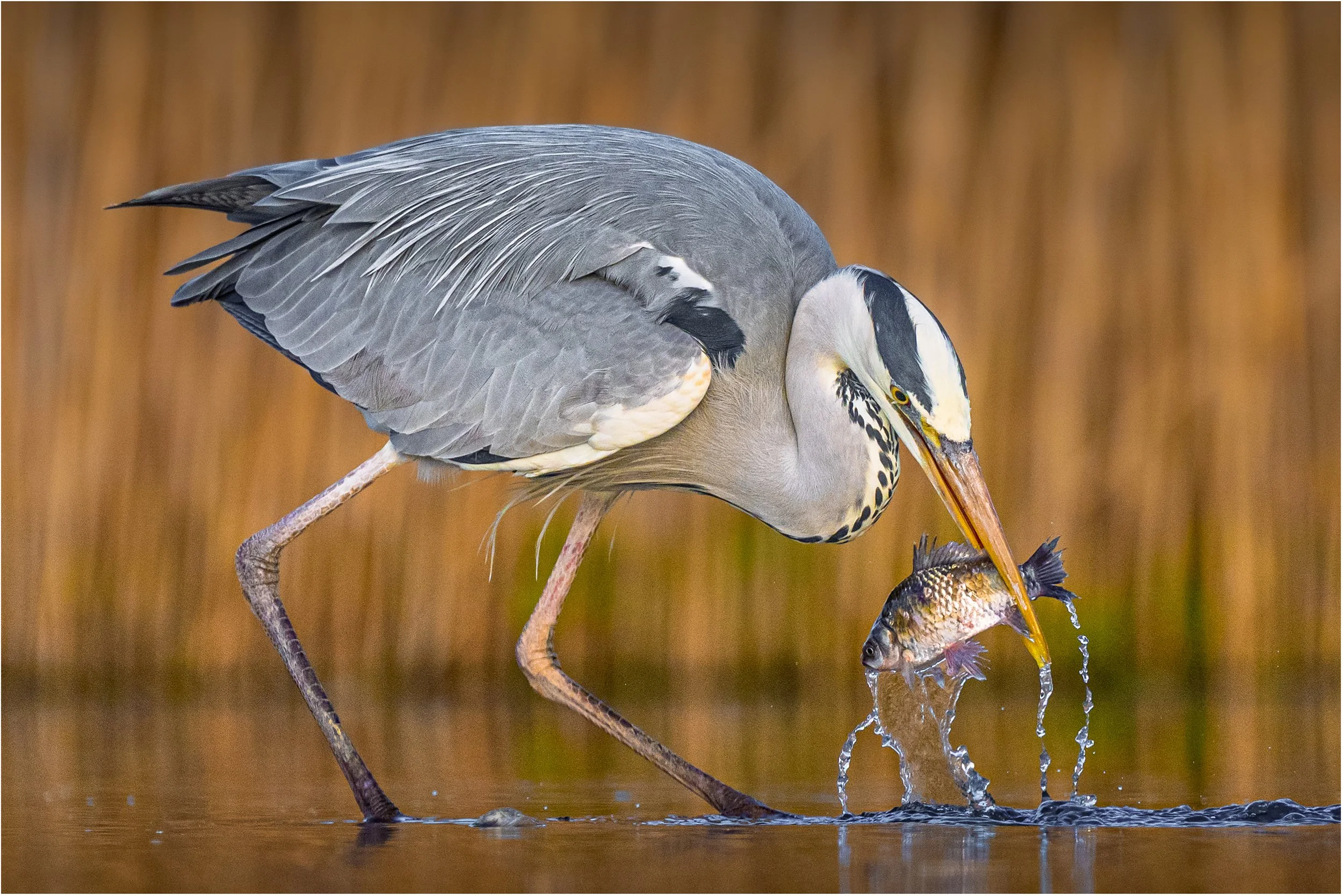 Auch diesem Reiher durfte ich im Pusztazer-Nationalpark in Ungarn dabei zusehen, wie er einen Fisch aus dem Wasser holt und anschließend genüsslich verspeist.