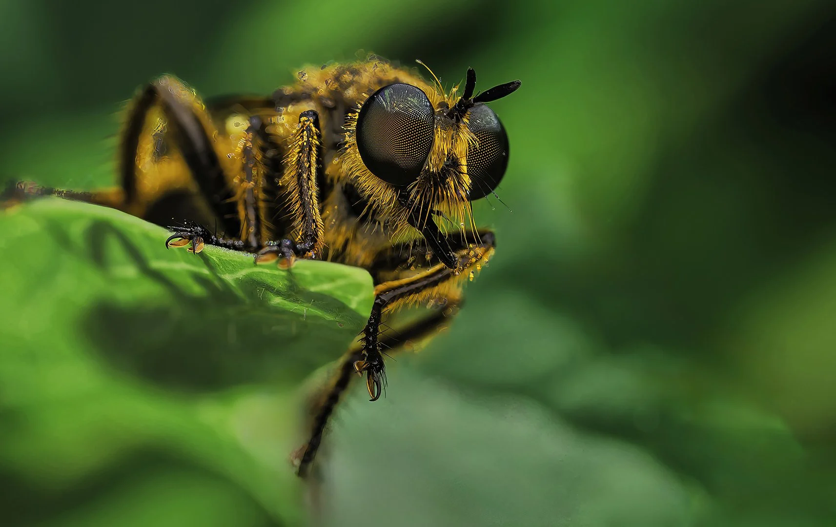 Wespe on top.jpg