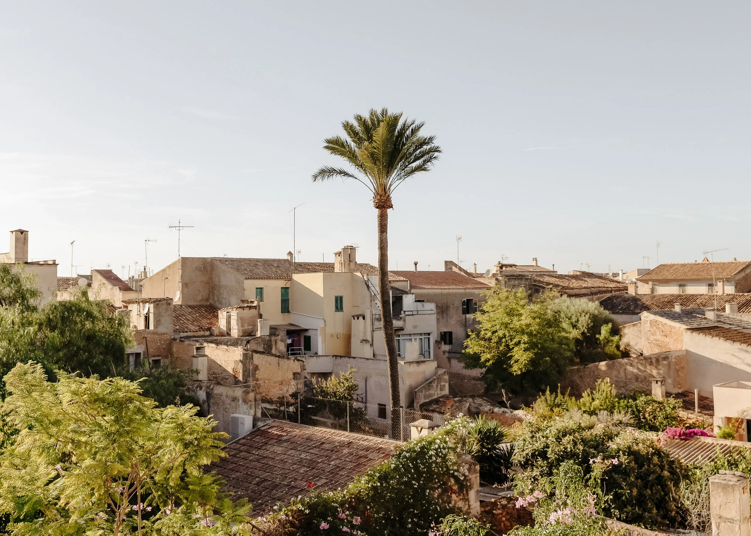 Village rooftop view with palm tree and historic stone buildings