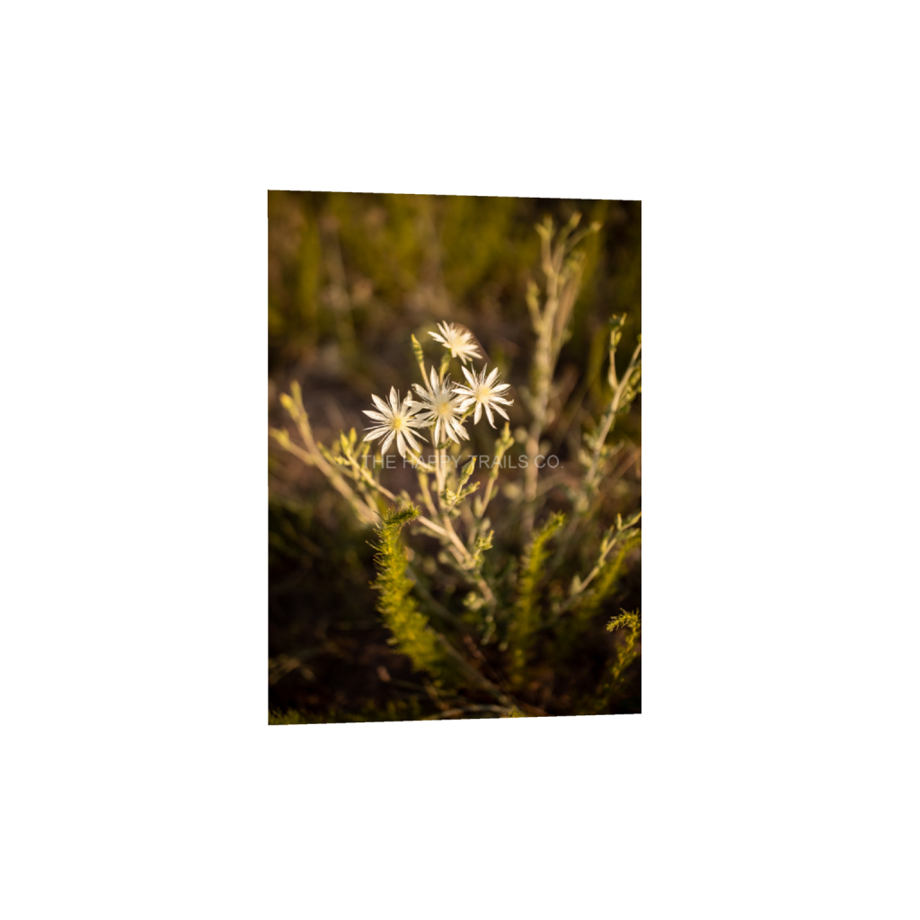 ptq_1_7_0_68_1365_1911_0_false_ffffff_0_0_5ea6d7edb3f0a1fa519a2c337fd70f00.png