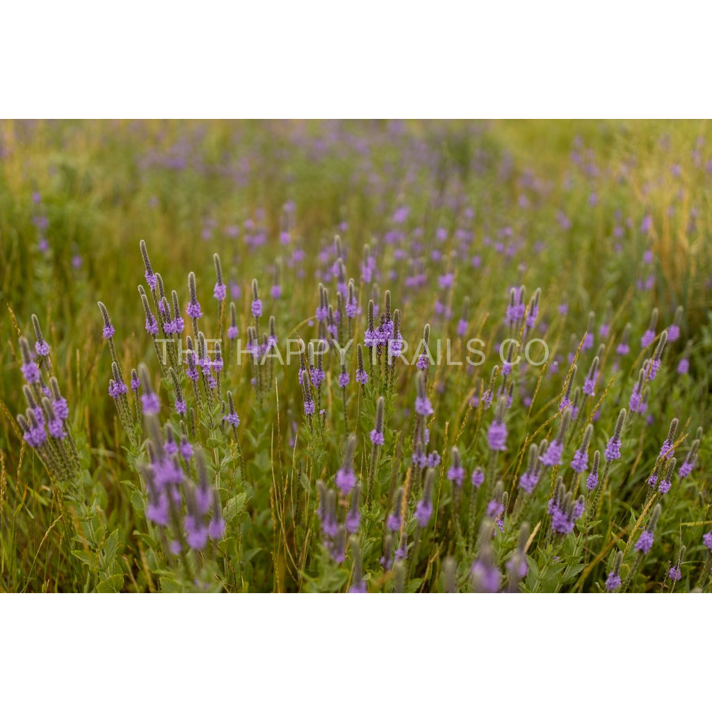 image_original_5ea6d7edb3f0a1fa519a2c337fd70f00.png