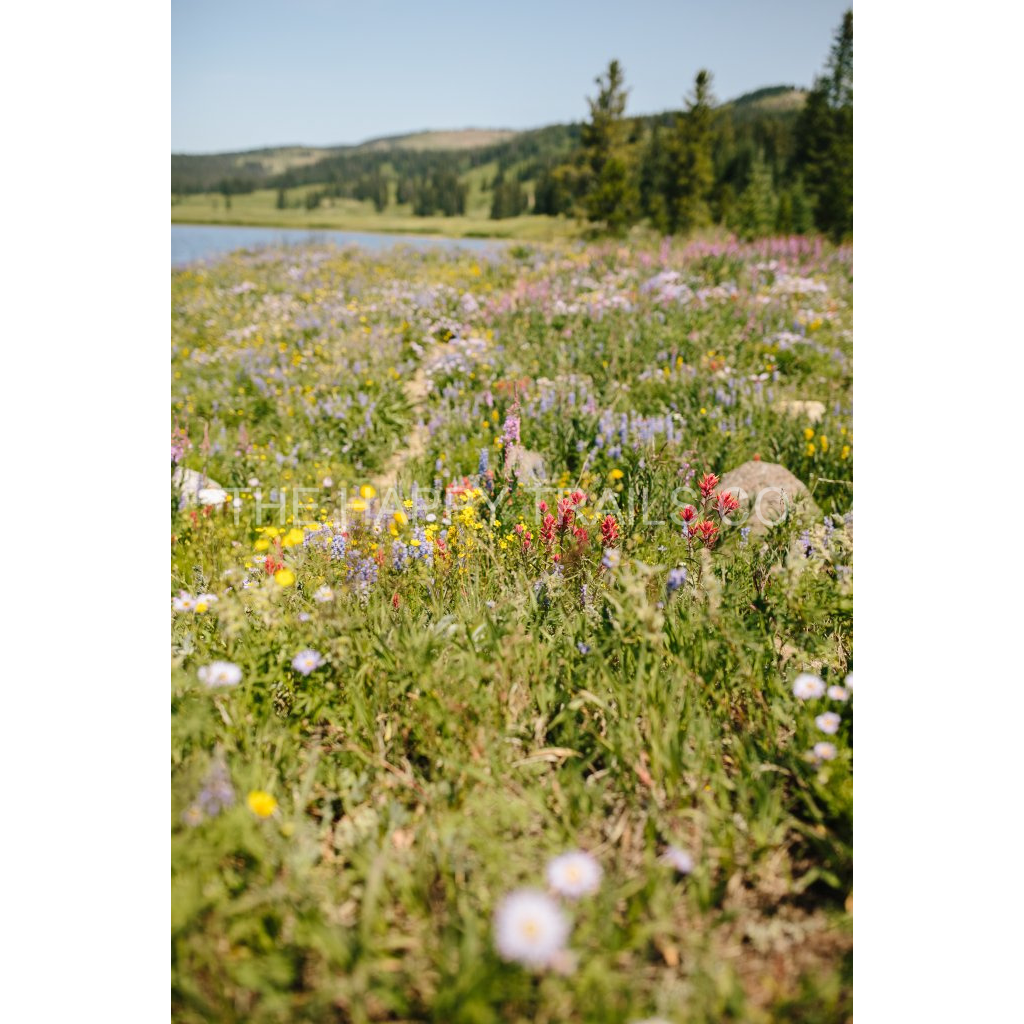 image_original_5ea6d7edb3f0a1fa519a2c337fd70f00.png