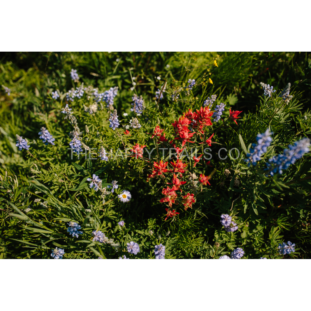 image_original_5ea6d7edb3f0a1fa519a2c337fd70f00.png