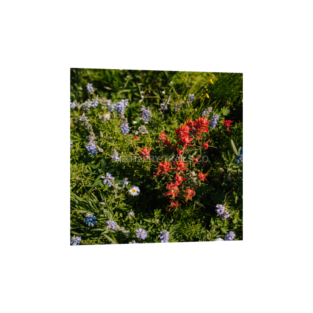 ptq_34_0_912_0_3648_3648_0_false_ffffff_0_0_5ea6d7edb3f0a1fa519a2c337fd70f00.png