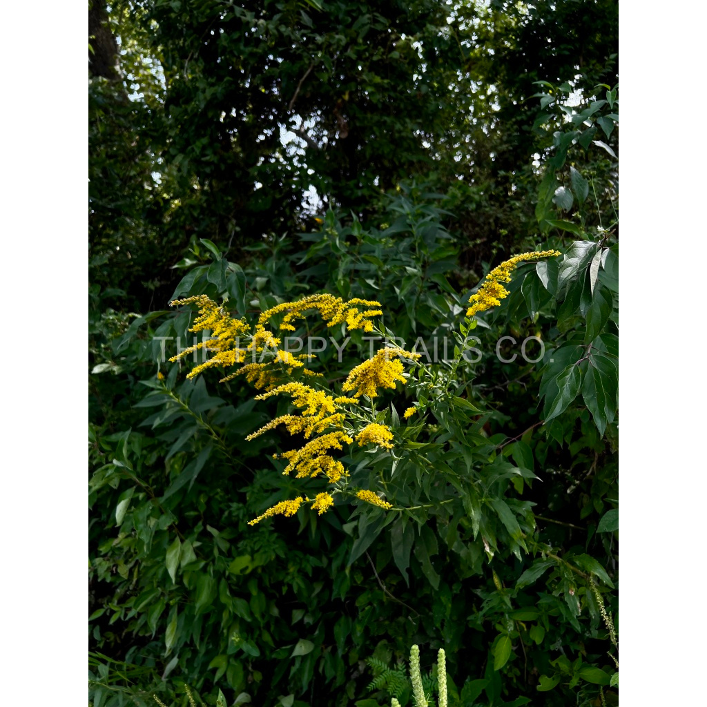image_original_5ea6d7edb3f0a1fa519a2c337fd70f00.png