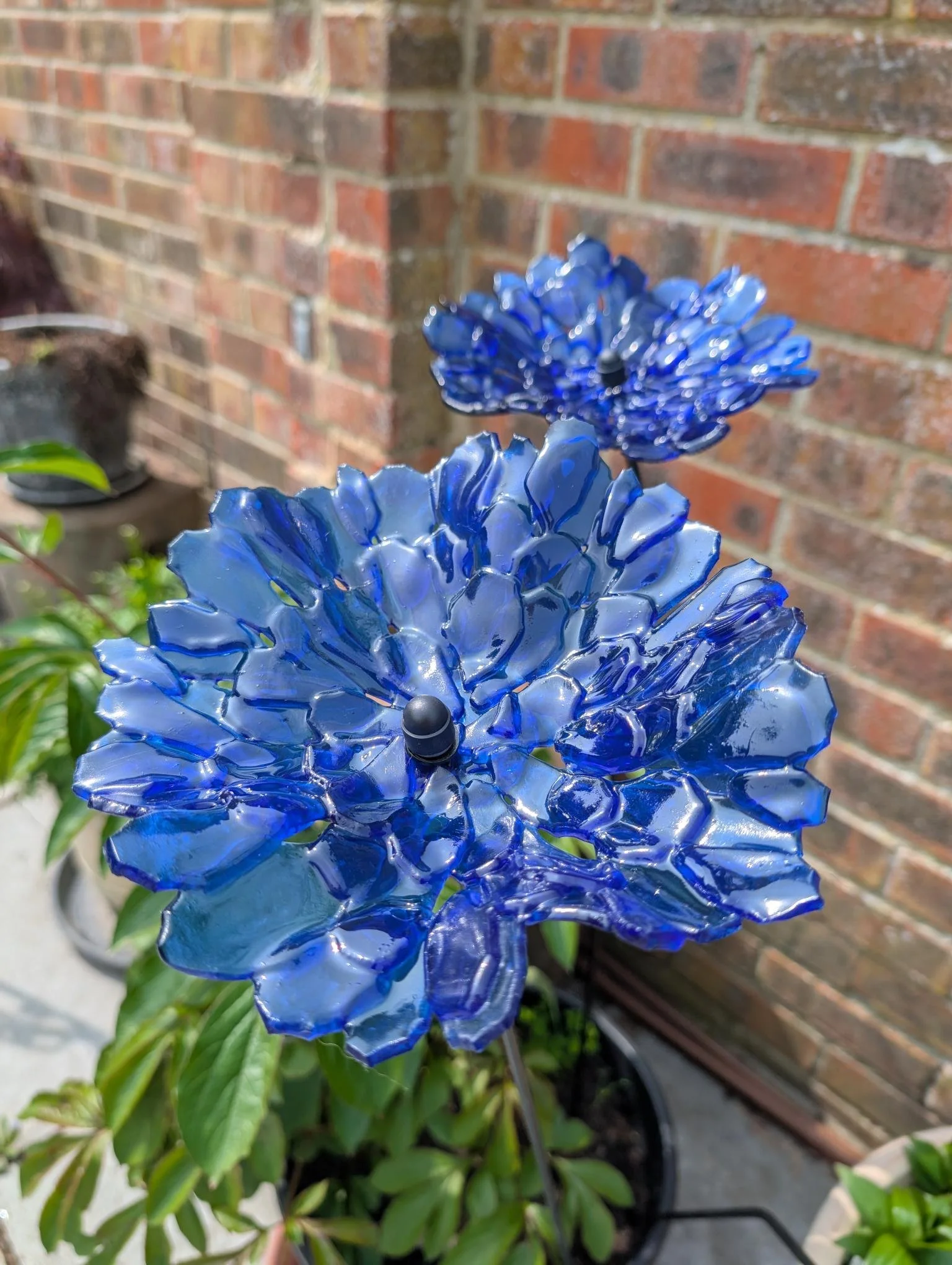 dark blue flowers , 1m stem, 19cm diameter, £20 (rarely in stock, you would need to provide your own bottle)