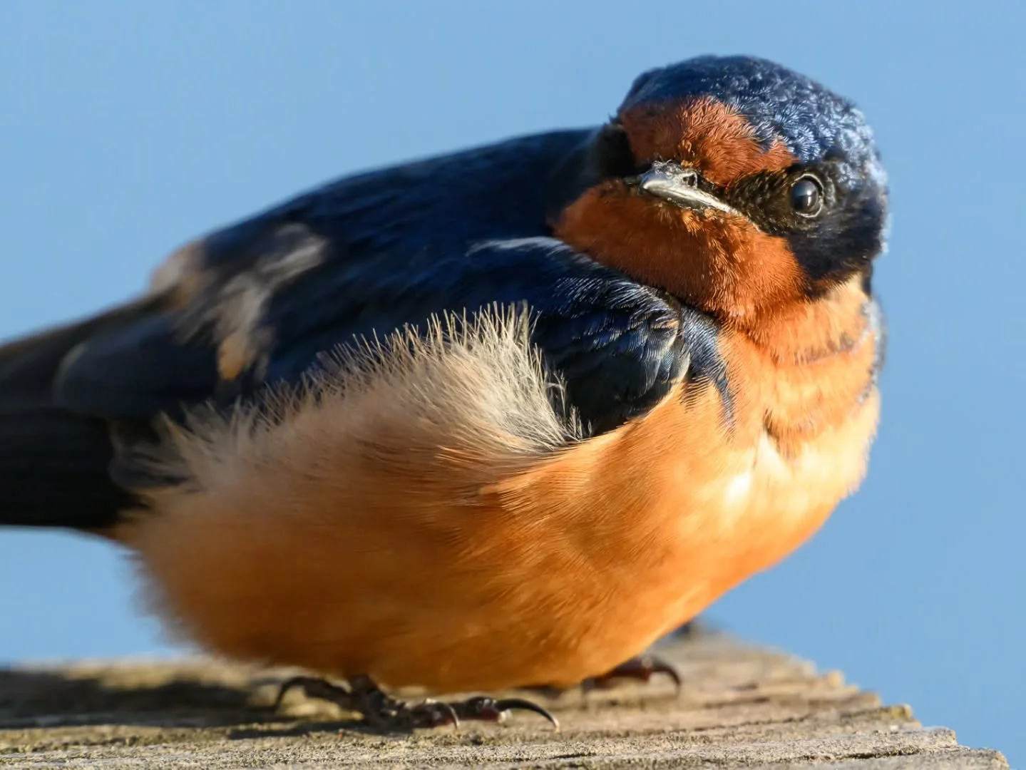 'Take a Breather'
[ 1/1250s ● f8 ● ISO 2000 ● 600mm ]
📍 Nisqually Wildlife Refuge, Washington
🐦 Swallow

#birding #birds #birdphotography #wildlifephotography