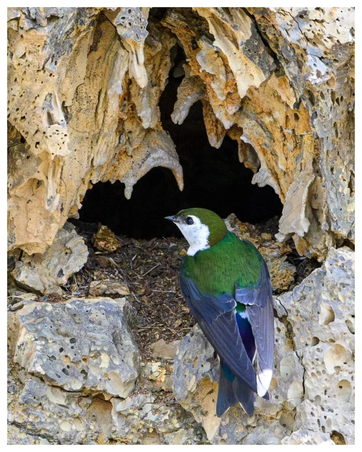 'Cubbyhole'
[ 1/2000s ● f8 ● ISO 2500 ● 600mm ]
📍 Anatone, Washington
🐦 Violet-Green Swallow

Loved watching this swallow fly in and out of it's miniature cave house. This was one of many crevices in the side of a rocky hill where dozens of swallow