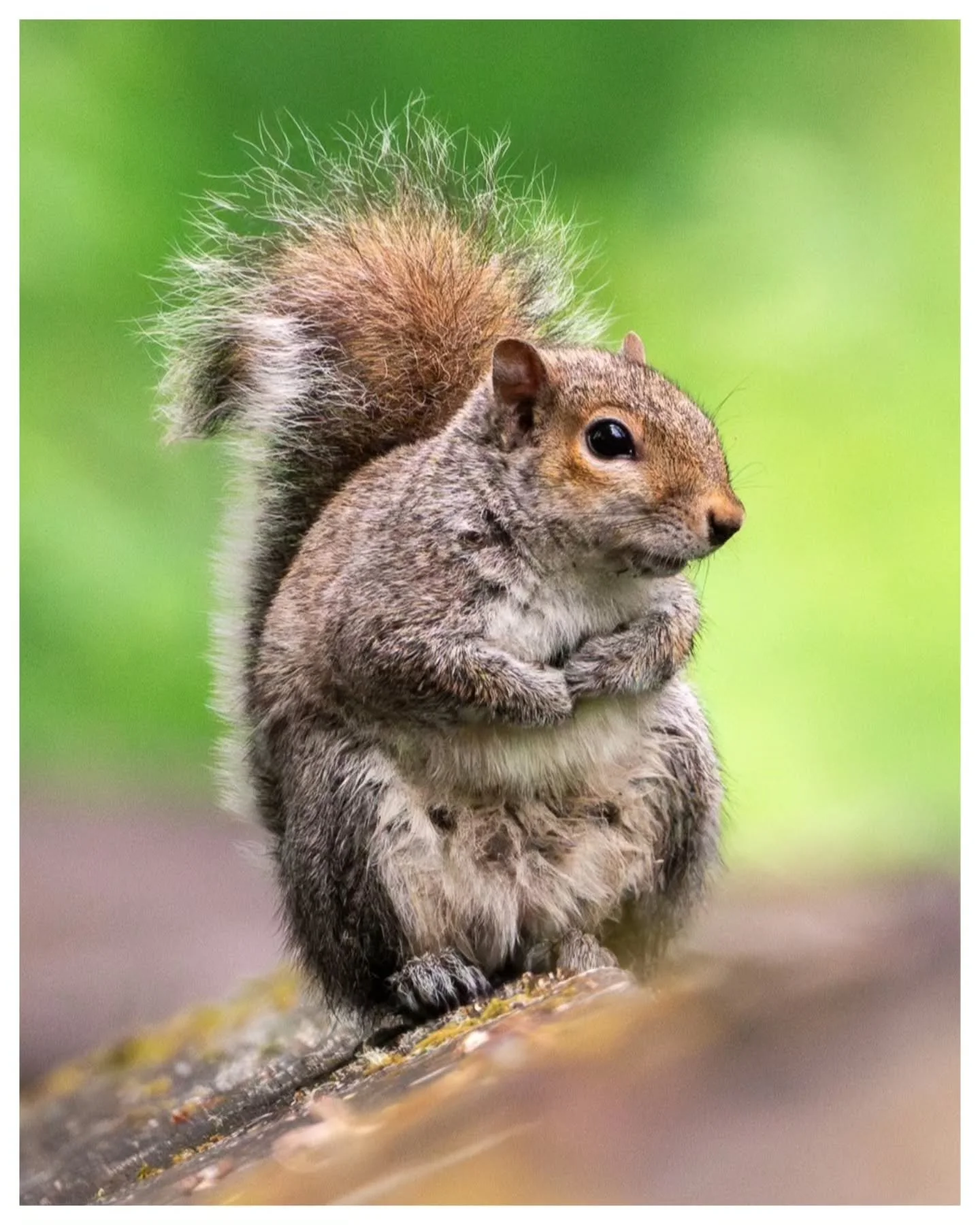 'The Fuzzy One'
[ 1/1600s ● f8 ● ISO 2000 ● 600mm ]
📍 Nisqually Wildlife Refuge, Washington
🐿 Eastern Gray Squirrel

#squirrel #wildlife #naturelovers #wildlifephotography