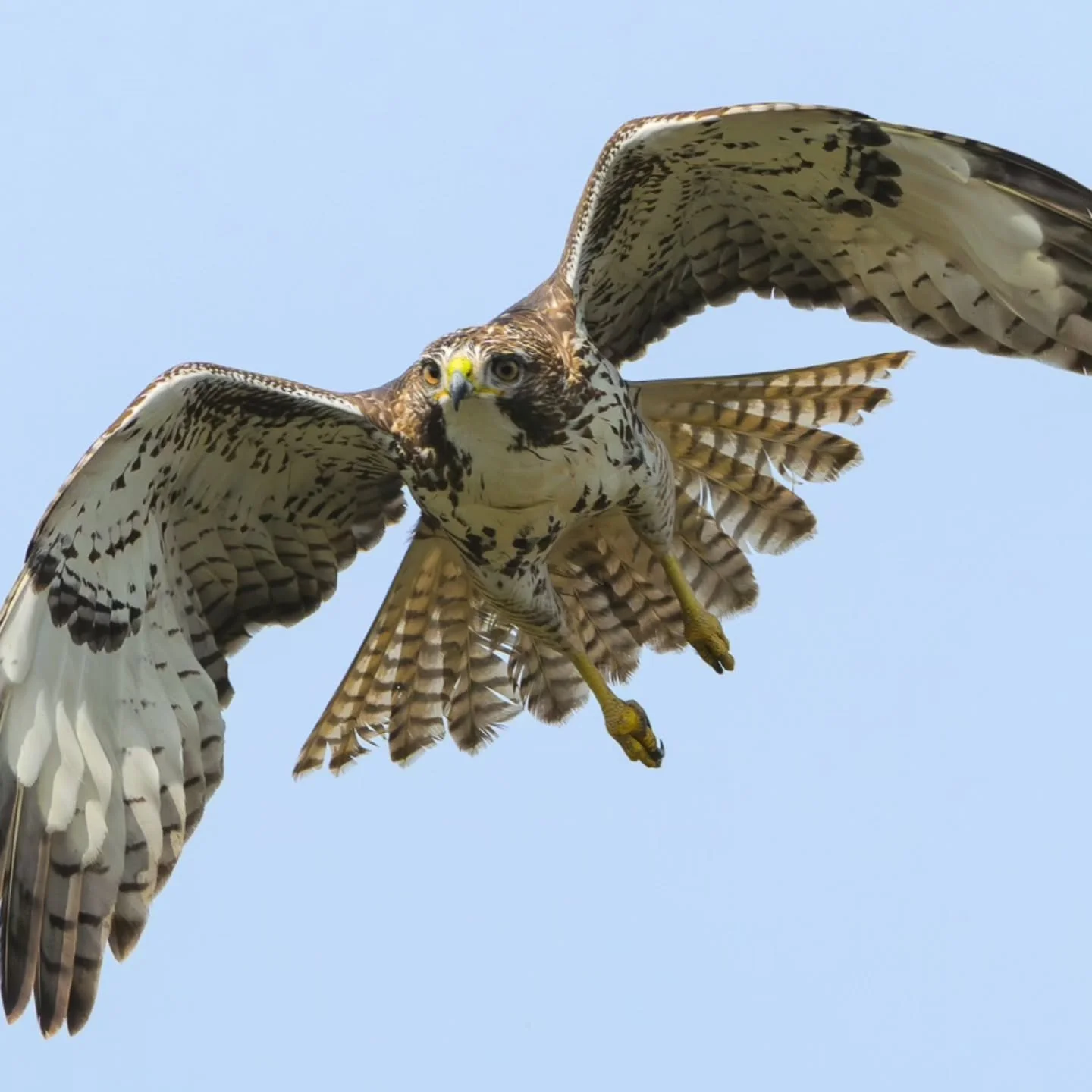 Reaaallllyyy want to do more wildlife photography. Maybe I will make it my very late new years resolution to continue practicing.