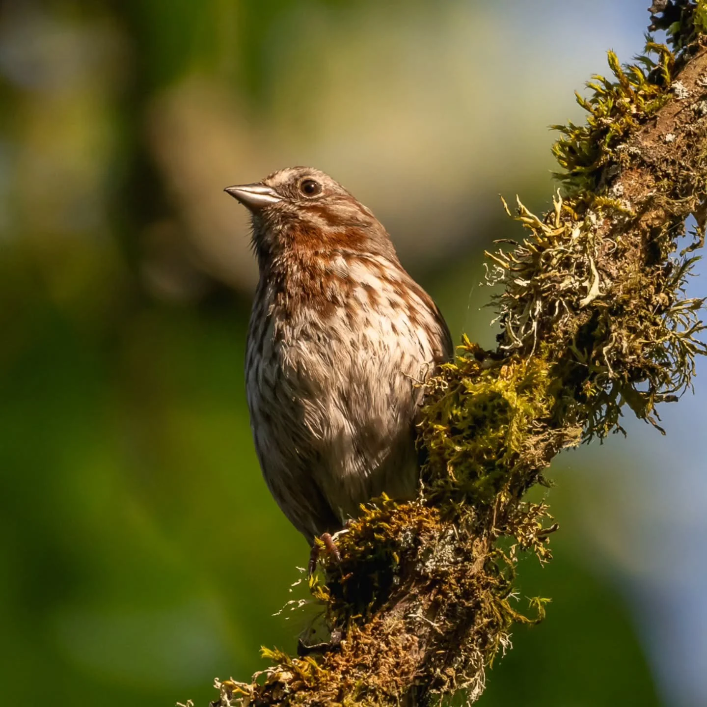 'Warm Evenings'
📍 Nisqually Wildlife Refuge
🐦 Sparrow