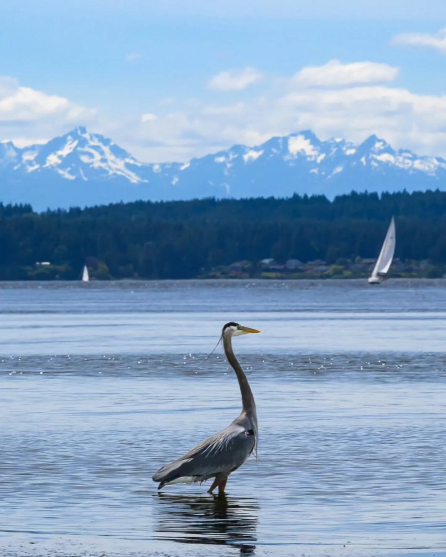 'Field Day'
[ 1/2500s ● f8 ● ISO 250 ● 115mm ]
📍 Discovery Park, Seattle, WA
🐦 Blue Heron

A lovely heron fishing in the shadow of the mighty Olympic Mountains! 

#olympicnationalpark #birding #bird #heron #blueheron #olympicmountains #birdwatching