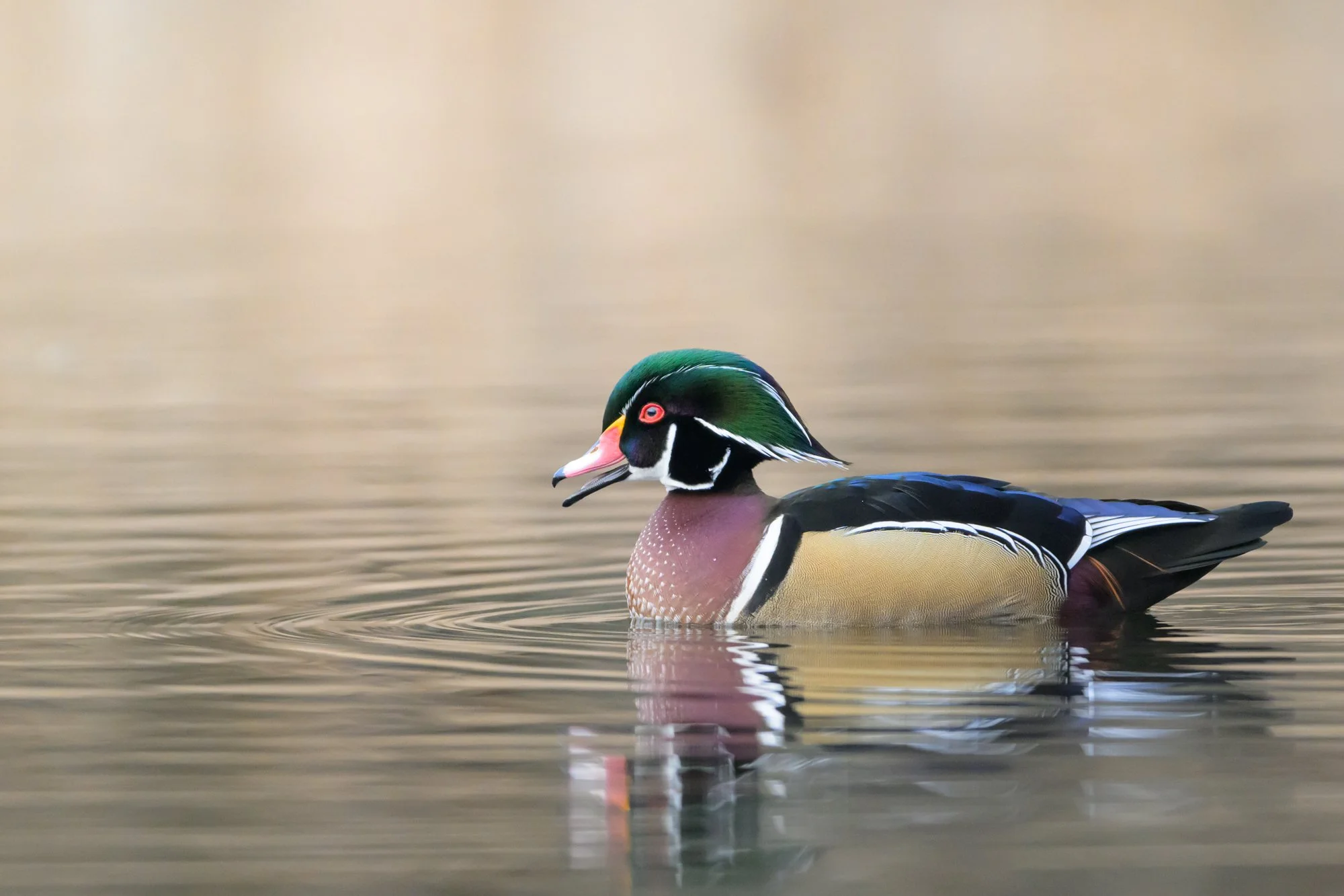 Untitled_Full_Size_DSC_7669_20260113.jpg