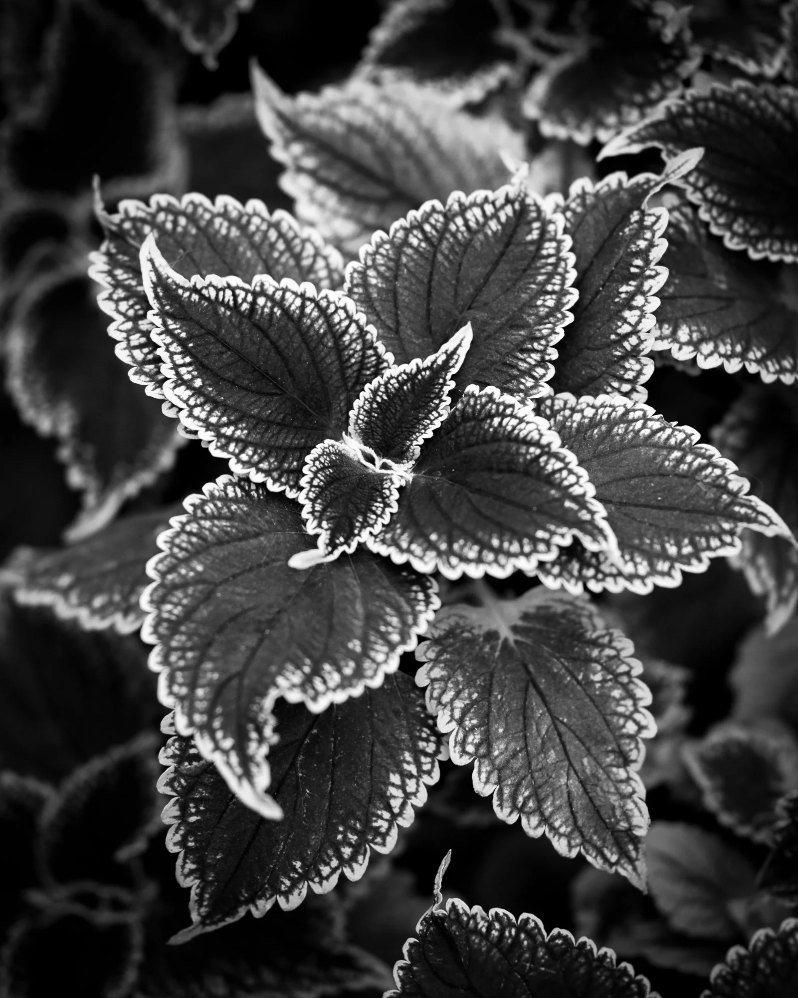 Untitled_Full_Size__DSC7824_20240215.jpg