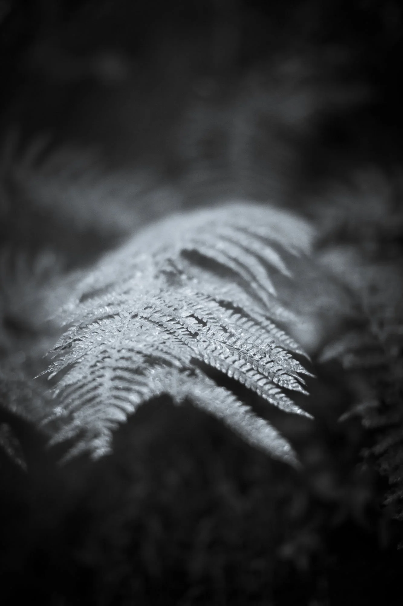 _MG_5335.jpg