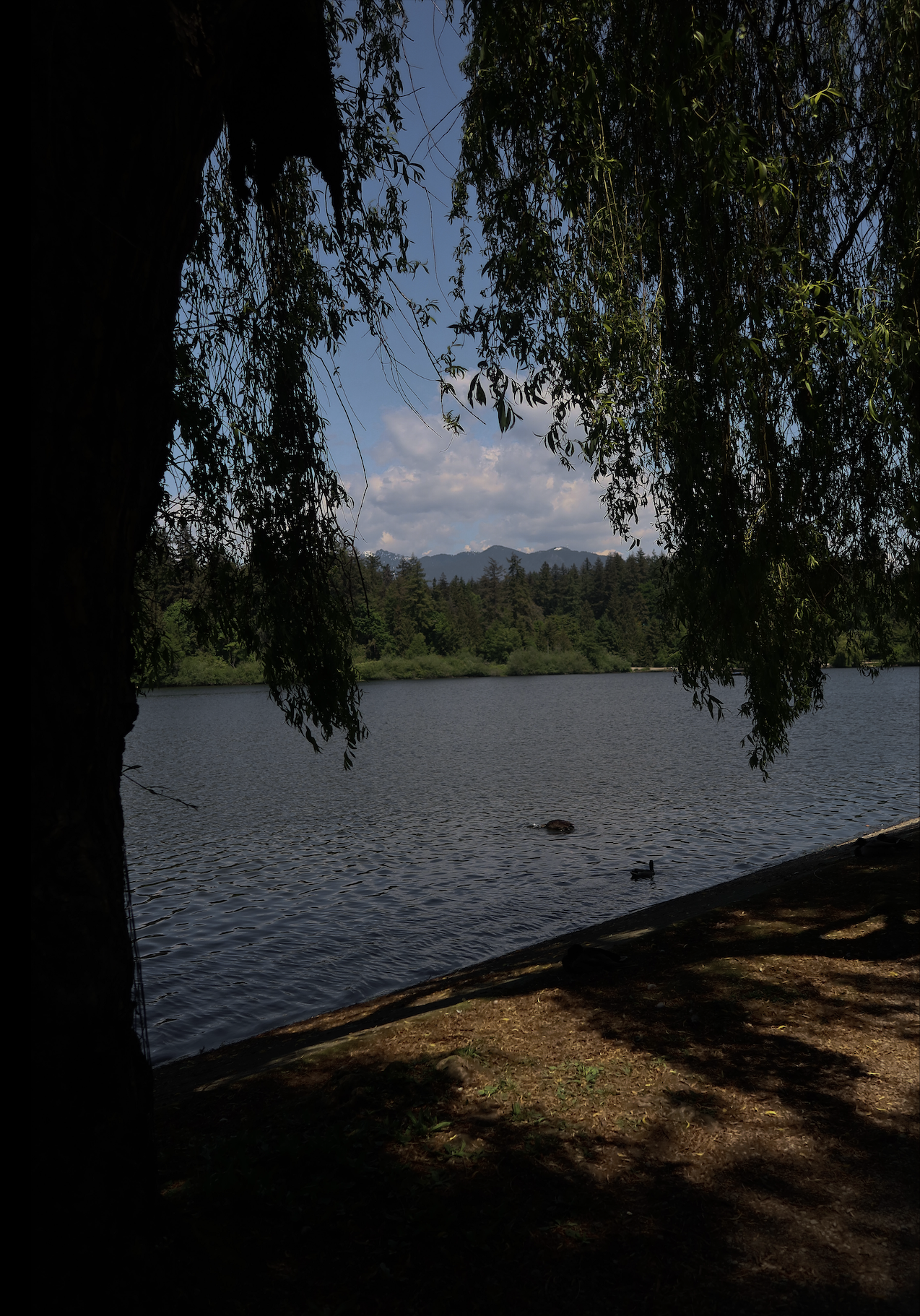 La vegetación es hermosa en Vancouver.