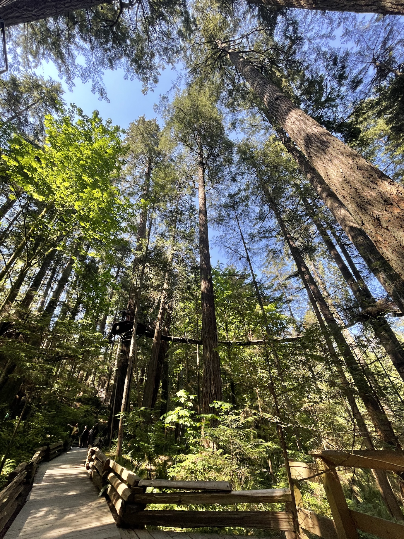 Capilano Suspension Bridge es un paseo increíble para hacer en familia. 