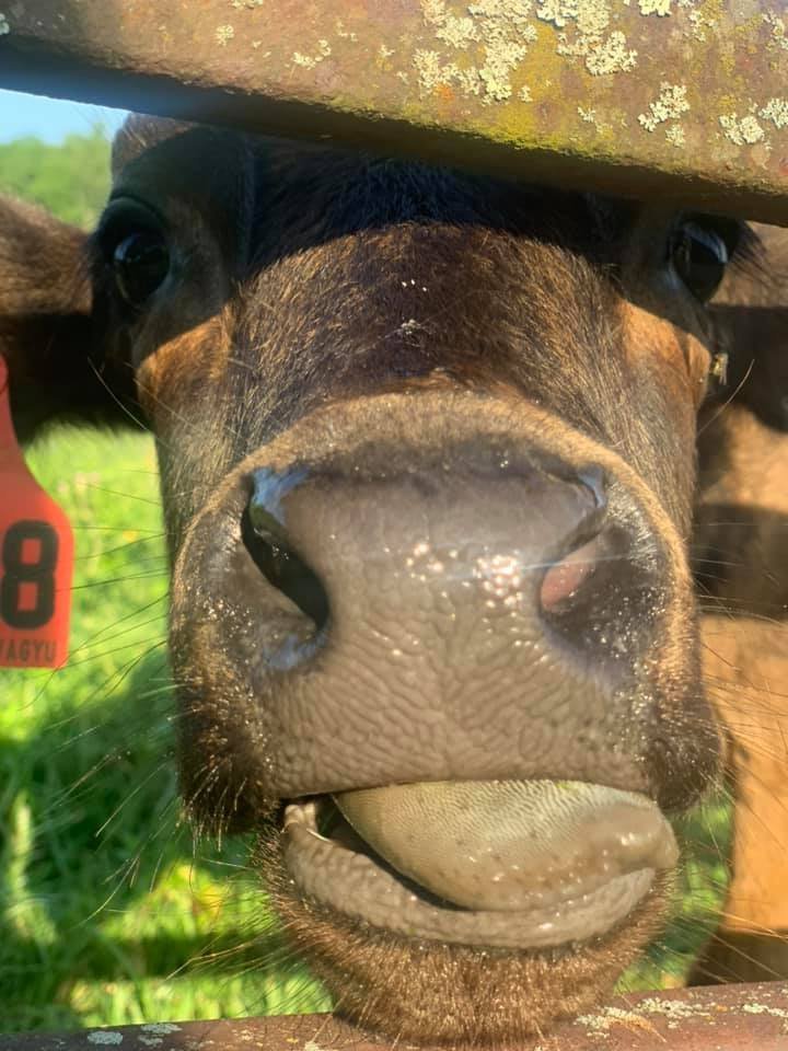 Cow+Close+up.jpg