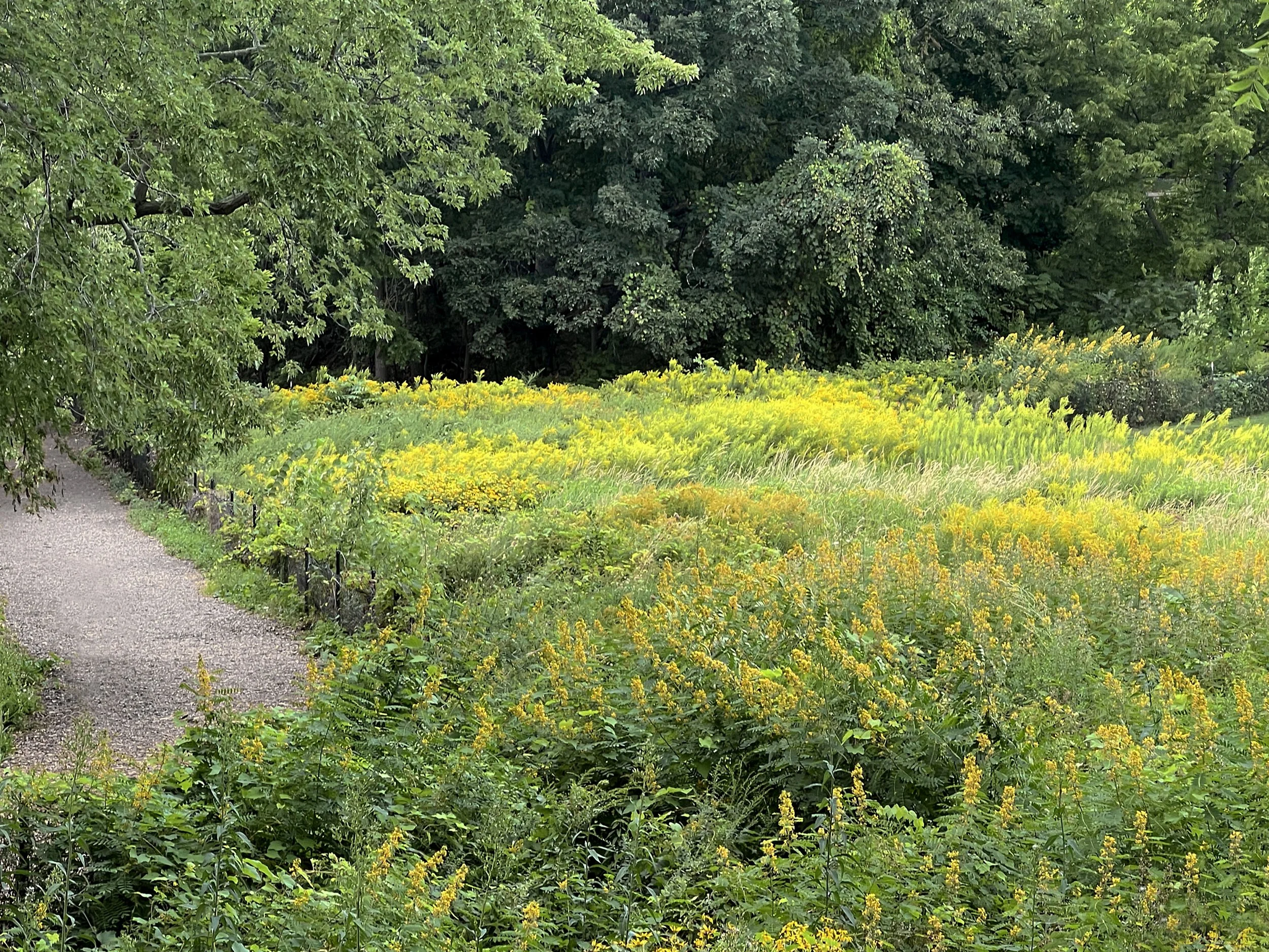 Fresh Pond, Goldenrod Meadow
