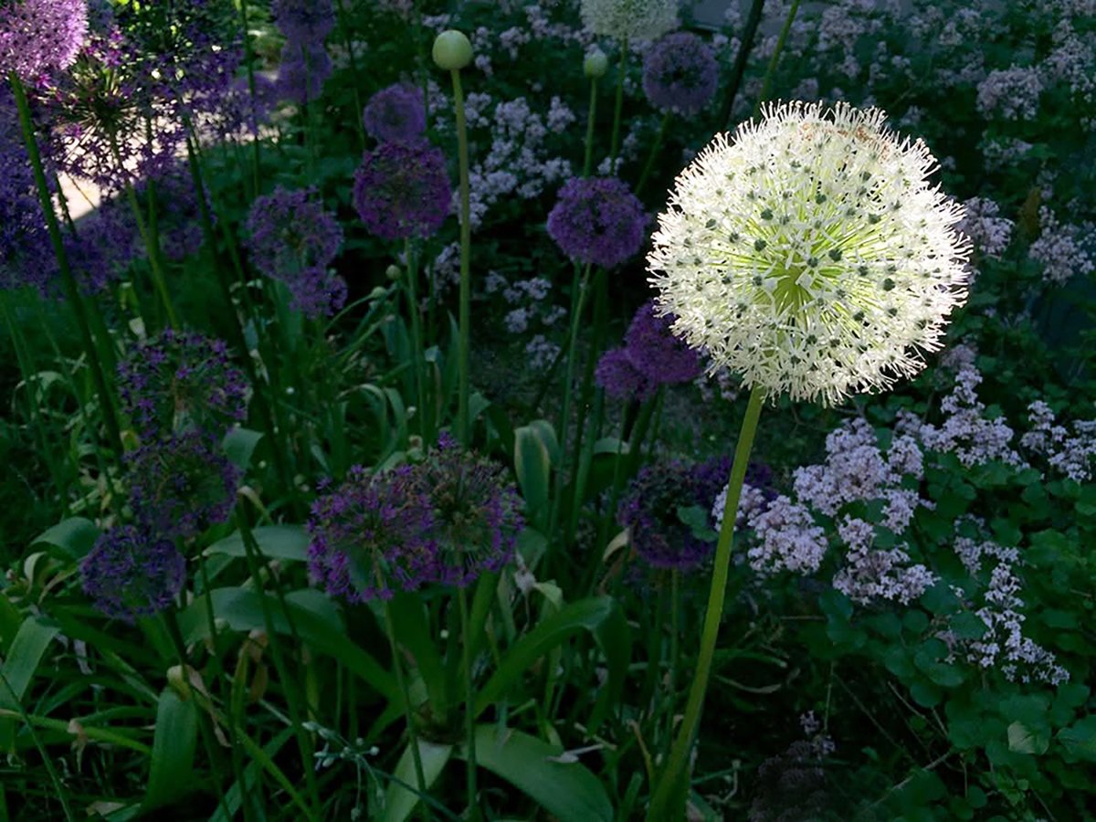 Late May - A fading Allium Alba, among lilacs